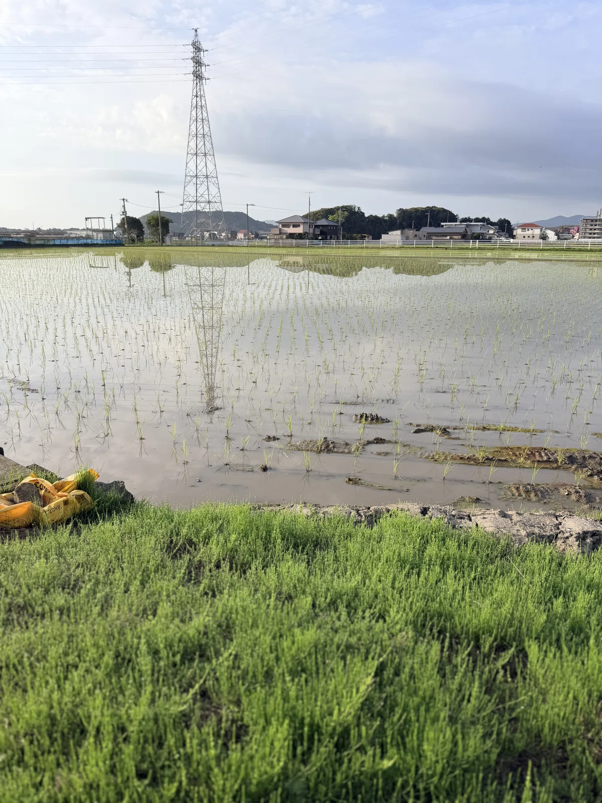 重い体と葛藤した朝5時半。7.46km先の田んぼが教えてくれた「走り 