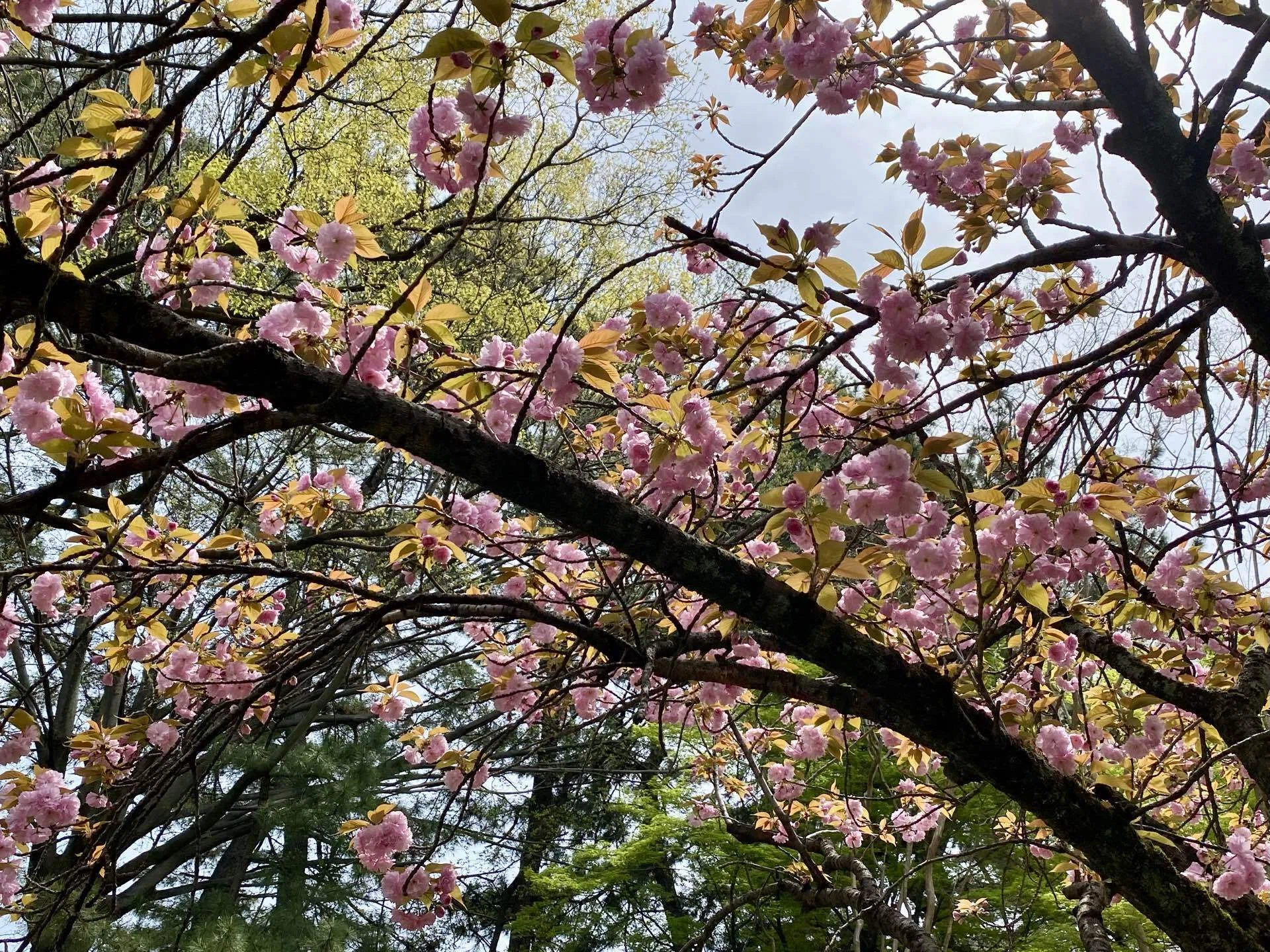 写真館1298】八重桜、咲く｜えりた