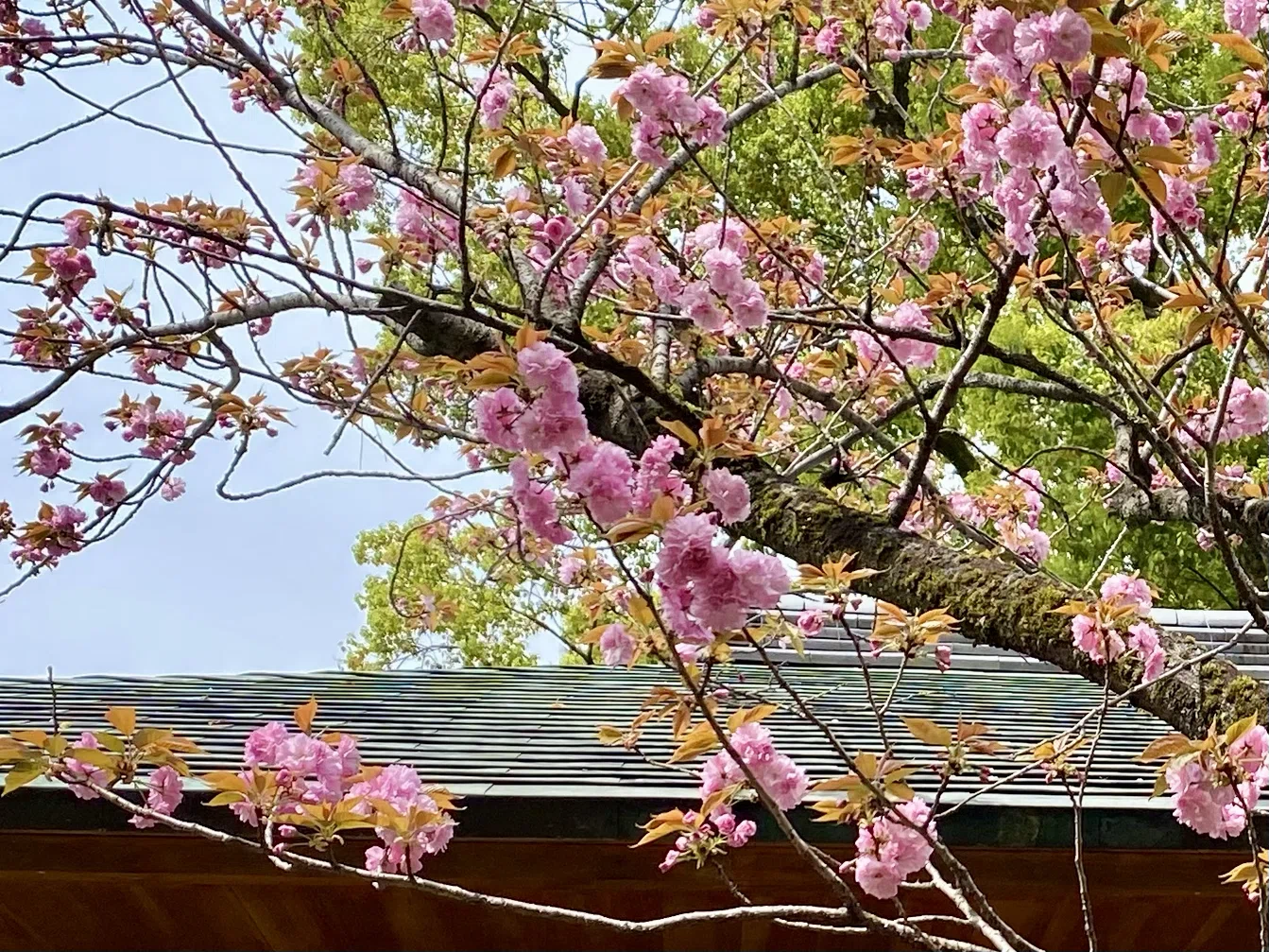 写真館1298】八重桜、咲く｜えりた