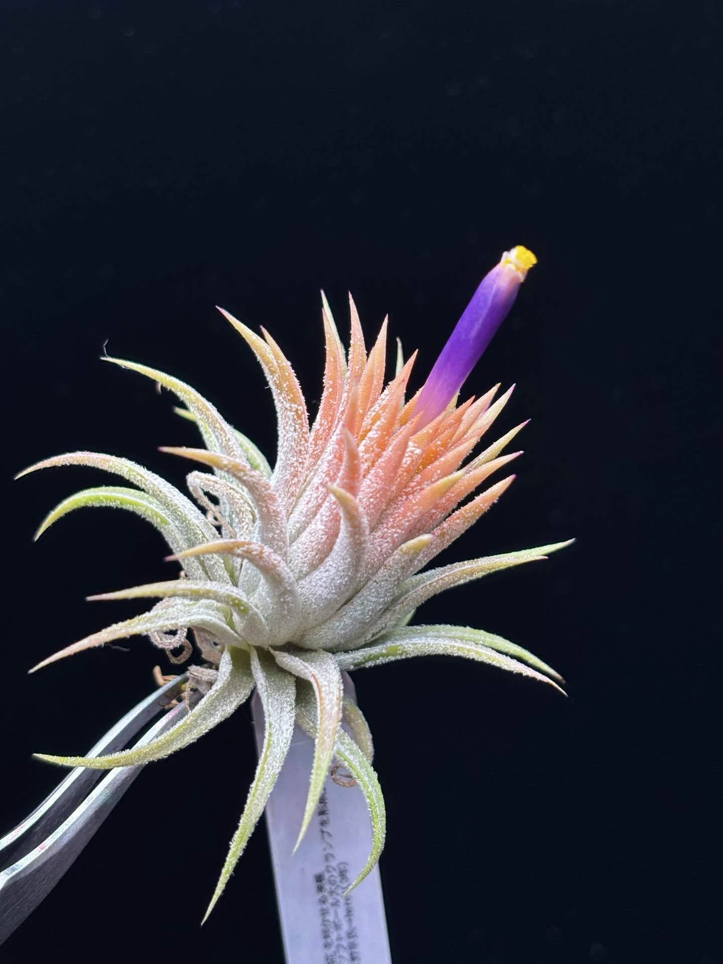 ionantha'Peach'(small form)｜sioncolorwheel