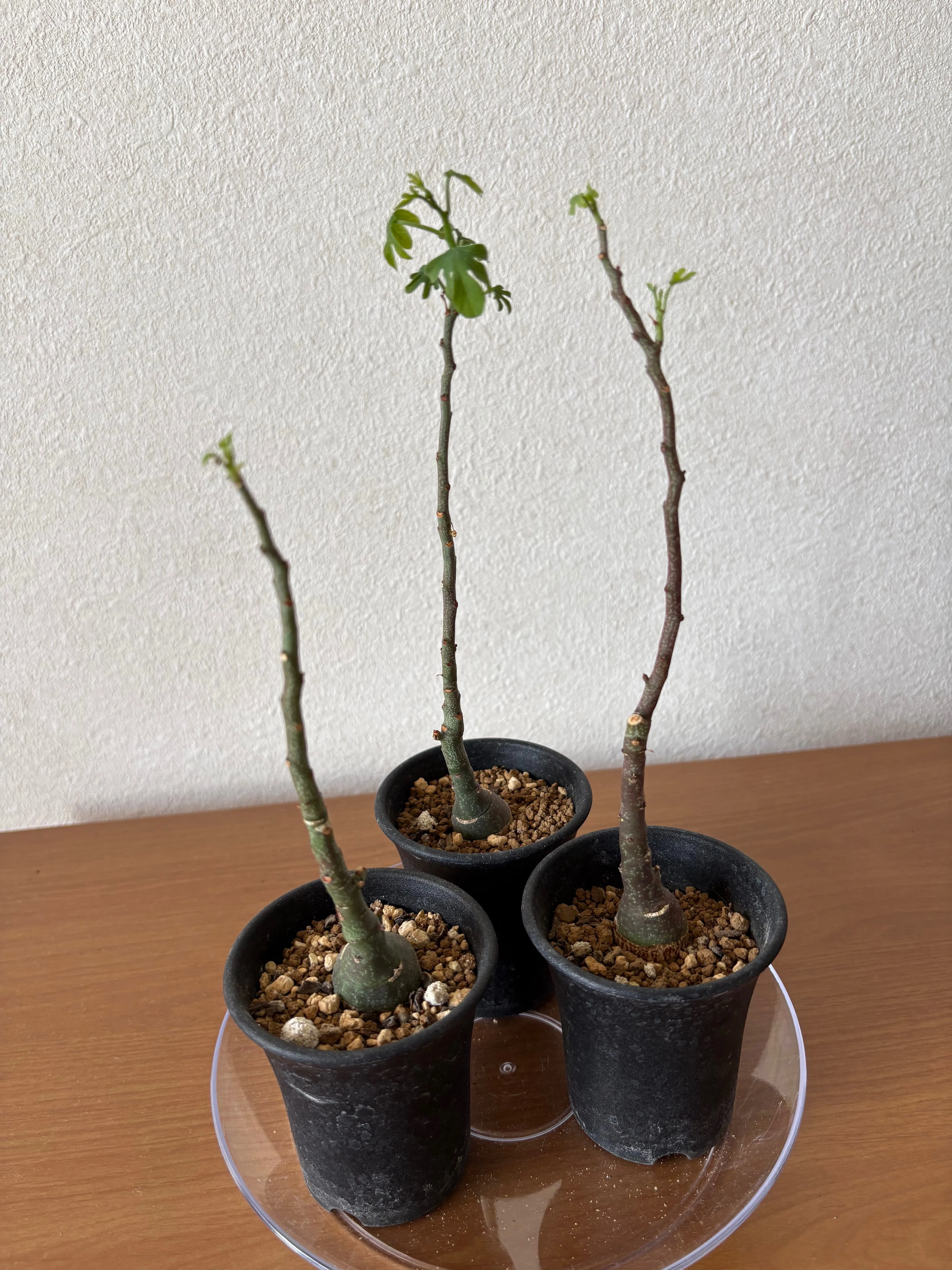 アデニア グラウカに惚れて強剪定した話｜幹太りを狙ったリアル記録