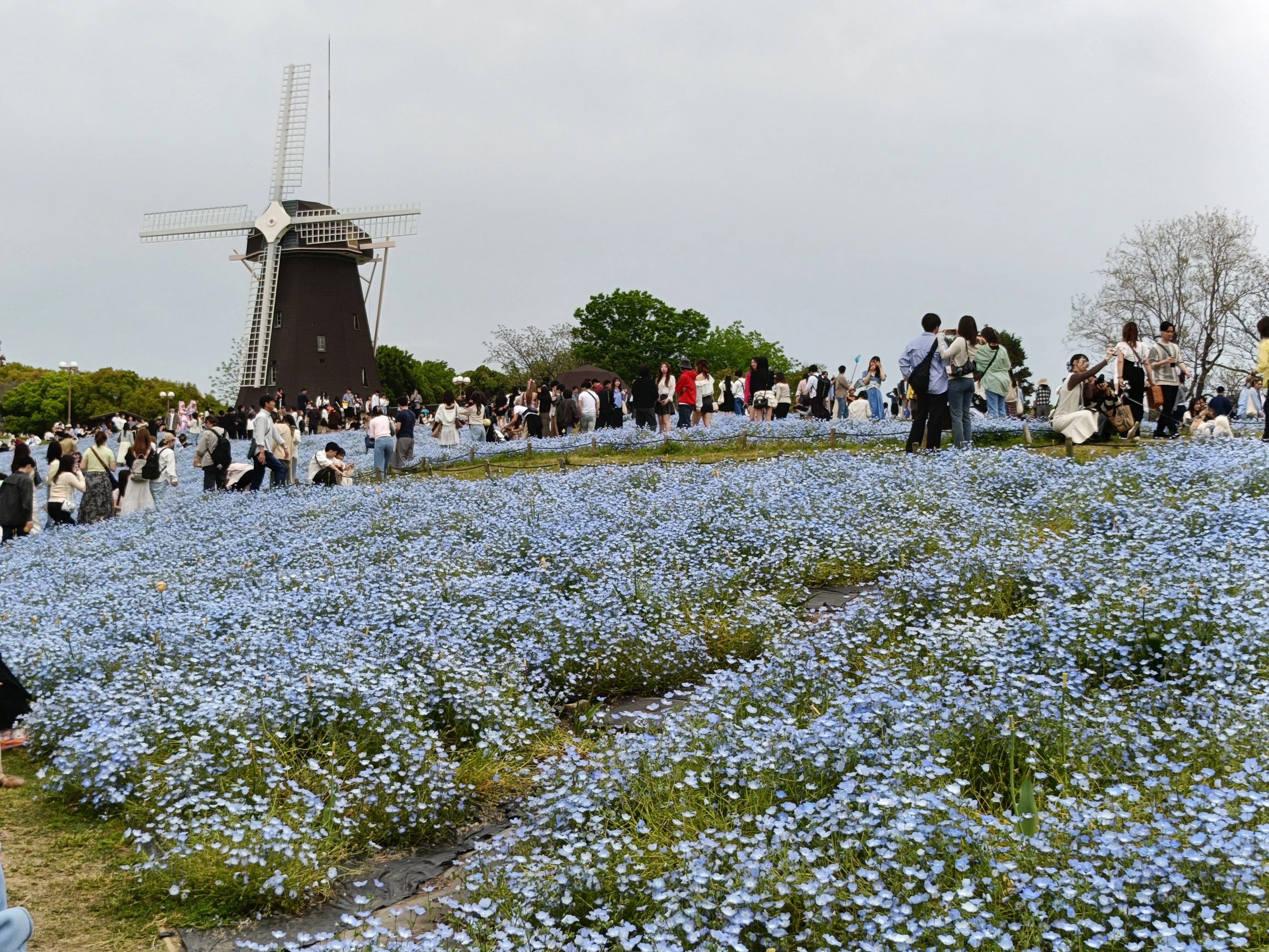 旅日記】ネモフィラと風車で花博を振り返る｜大純はる