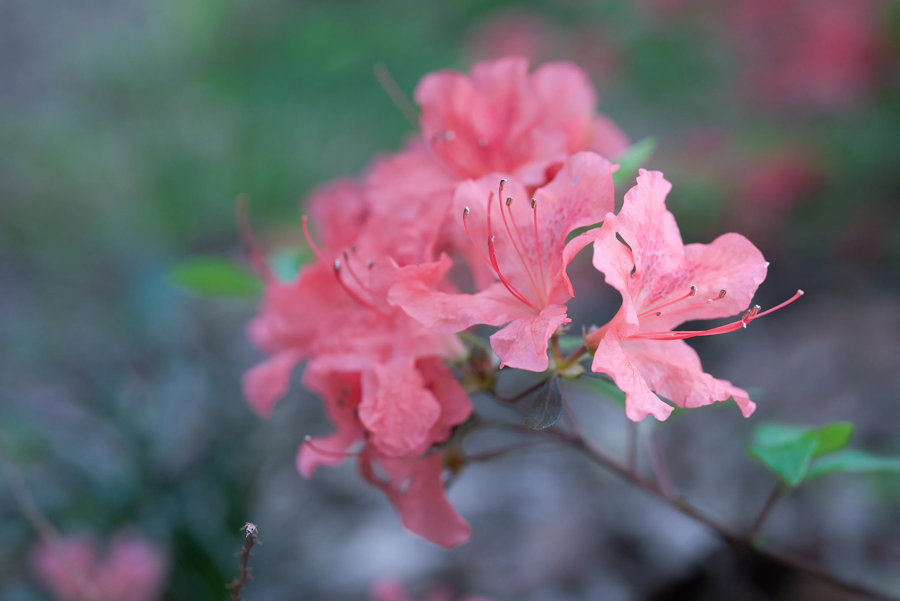 春の森5 ヤマツツジが咲き、虫たちが蠢く。｜ちいさな島