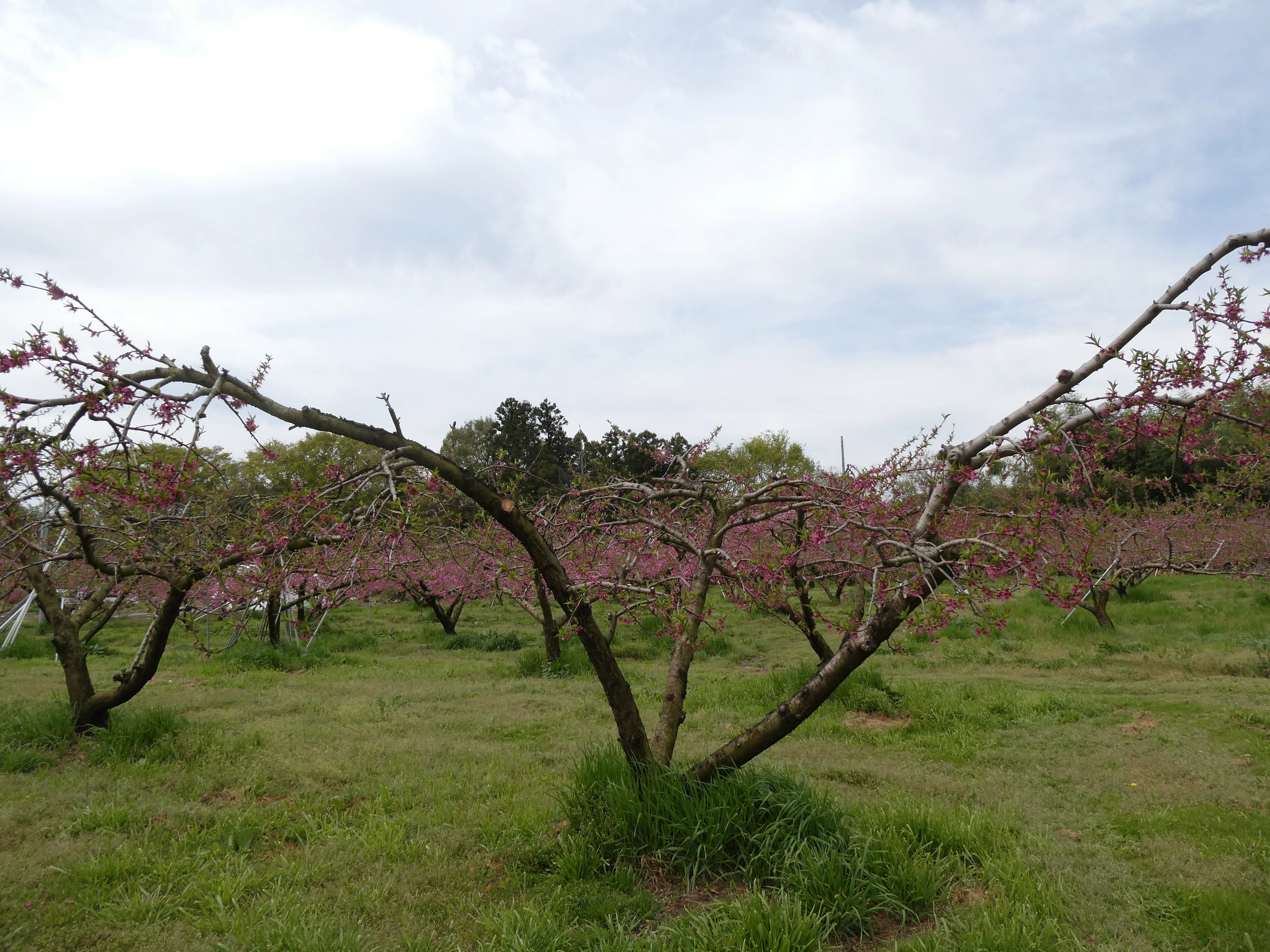 Peach Growth Report #April 2026｜クニミノマド オーナー制度