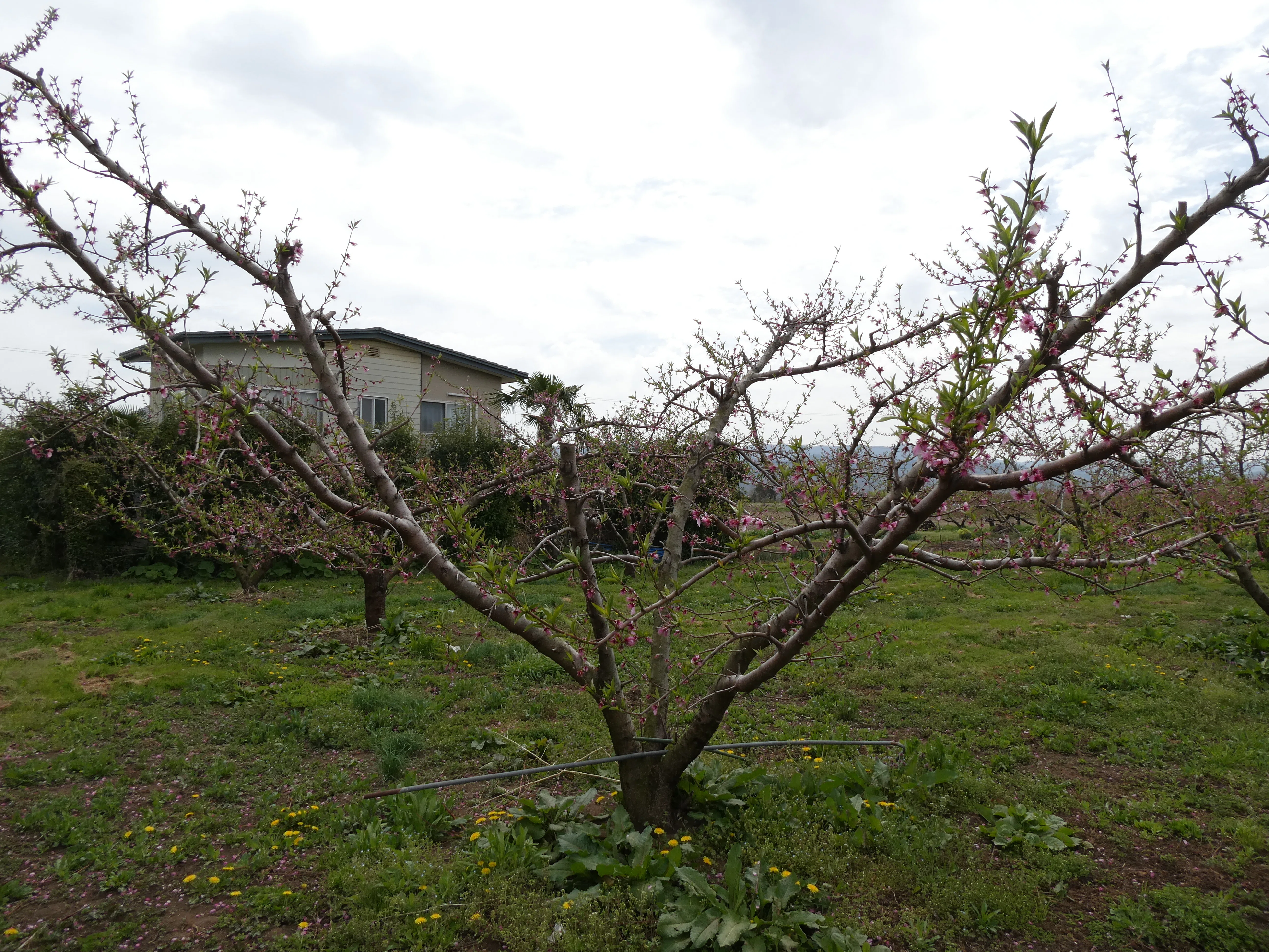 Peach Growth Report #April 2026｜クニミノマド オーナー制度