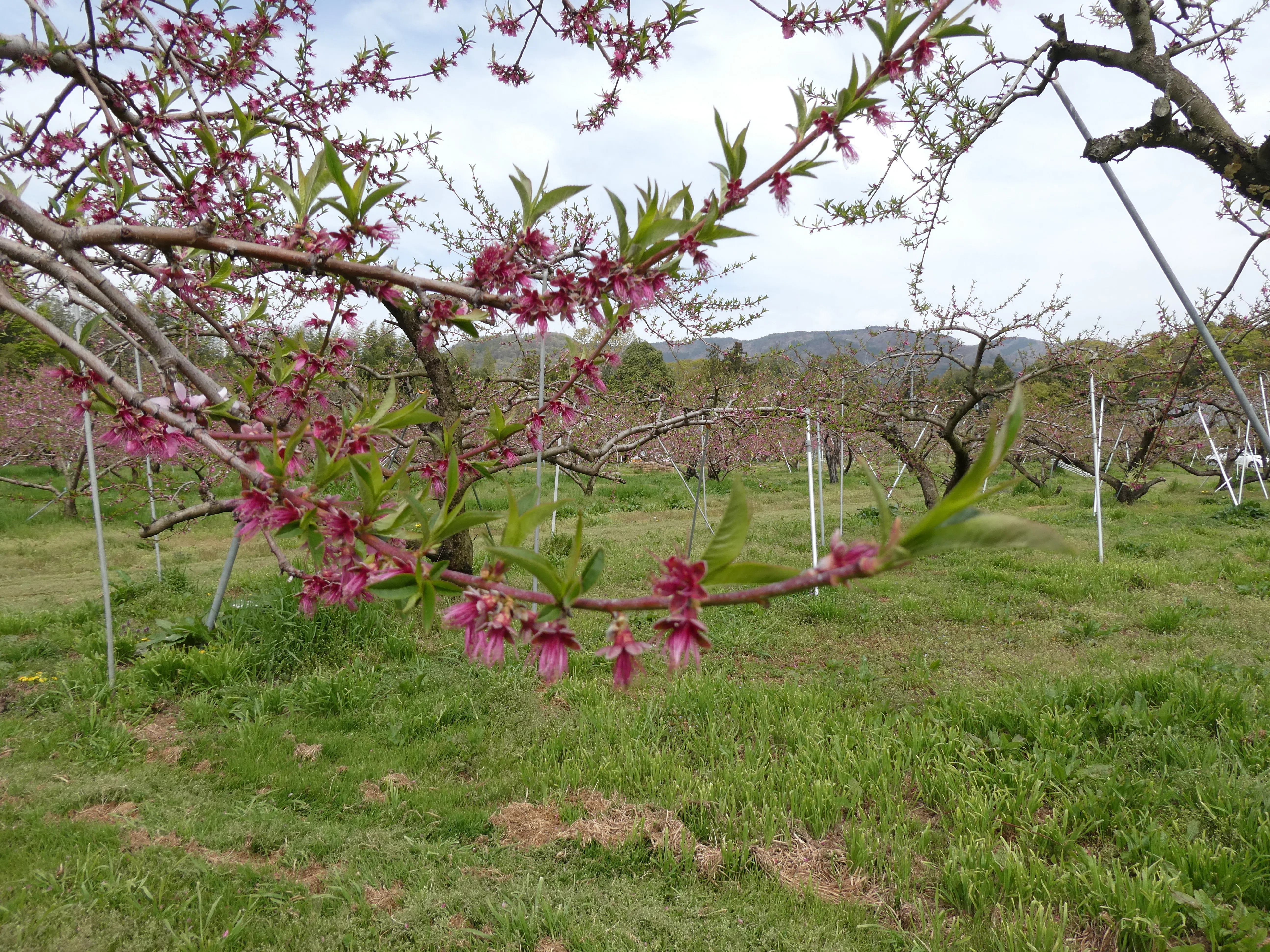 Peach Growth Report #April 2026｜クニミノマド オーナー制度