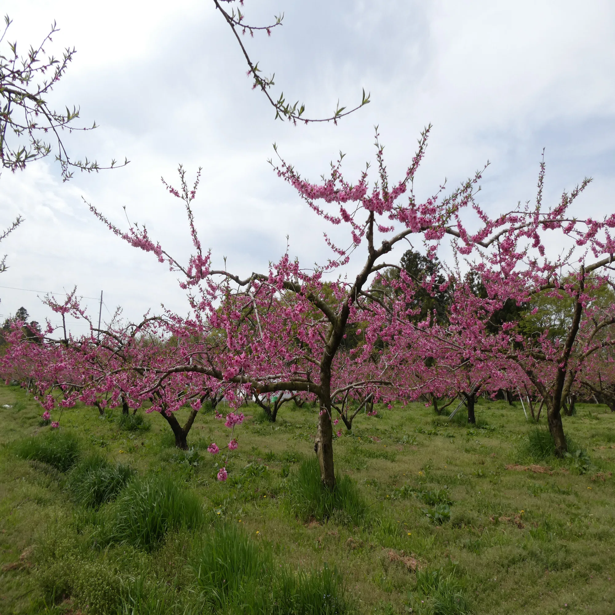 Peach Growth Report #April 2026｜クニミノマド オーナー制度