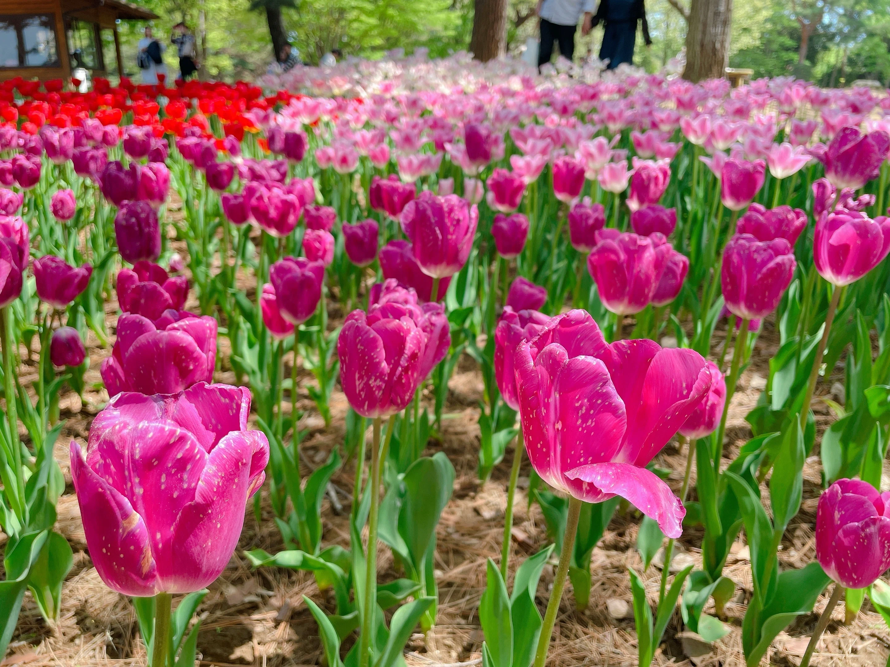 I went to Hitachi Seaside Park to see the breathtaking views of