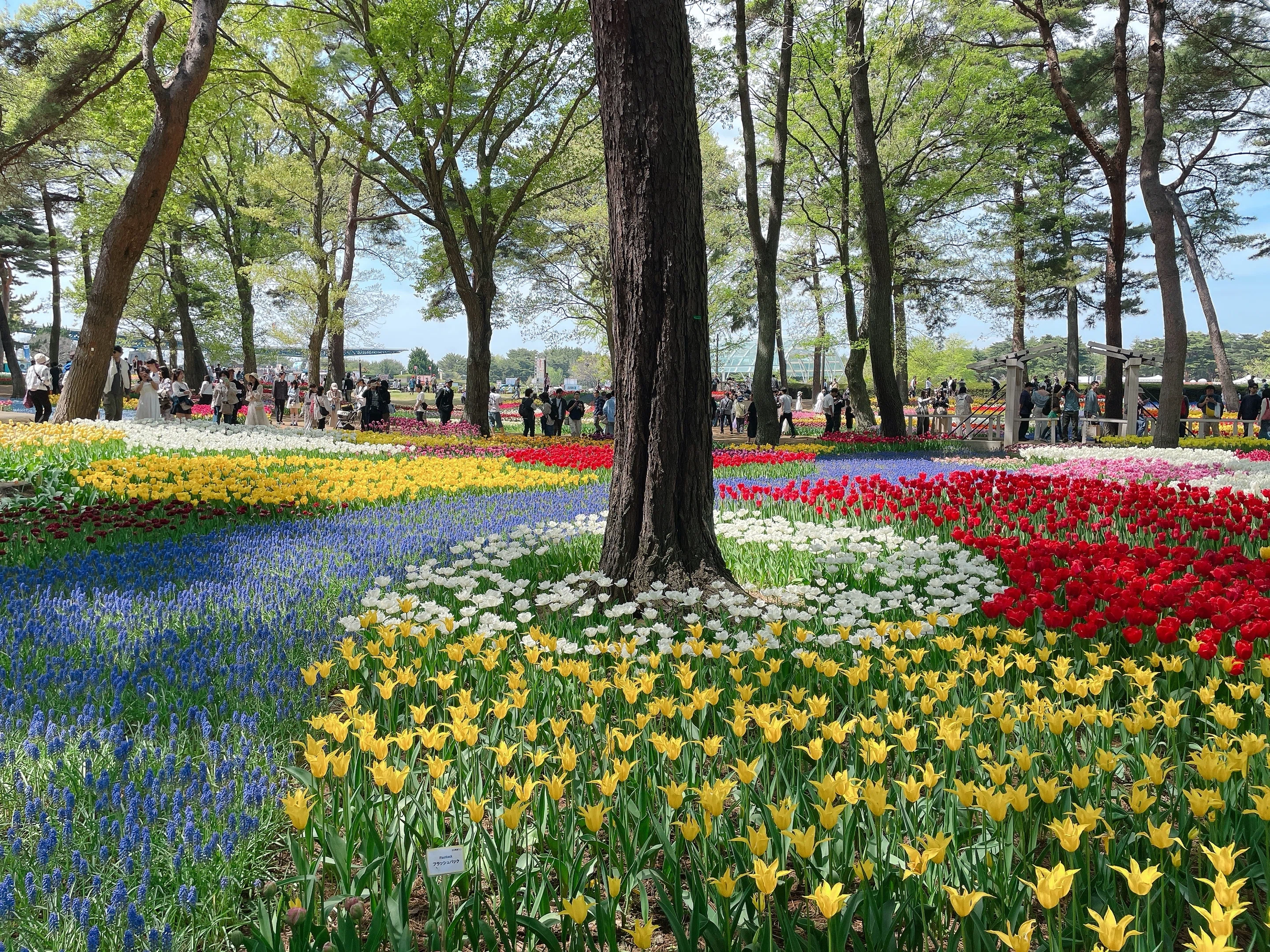 I went to Hitachi Seaside Park to see the breathtaking views of