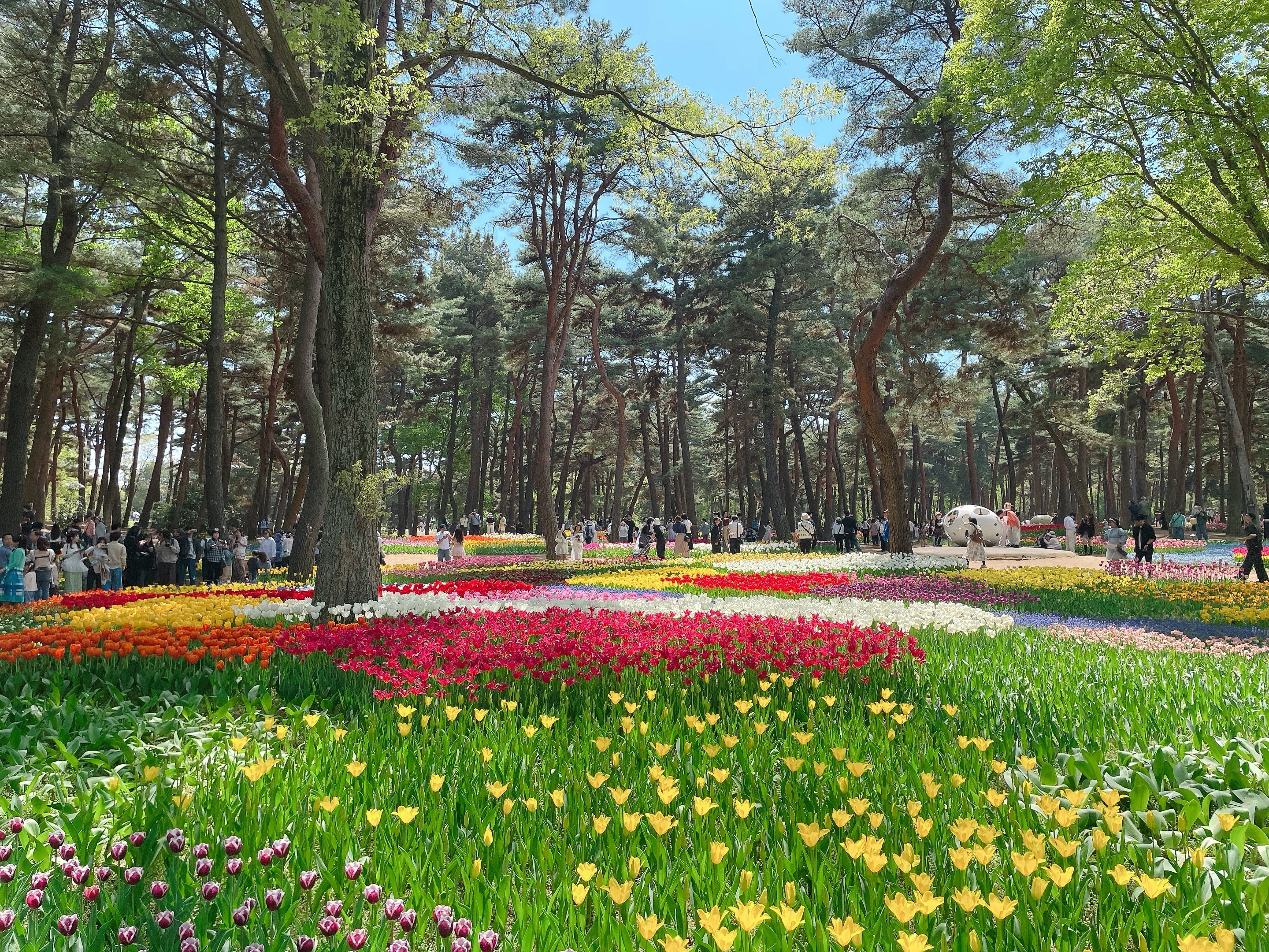 I went to Hitachi Seaside Park to see the breathtaking views of
