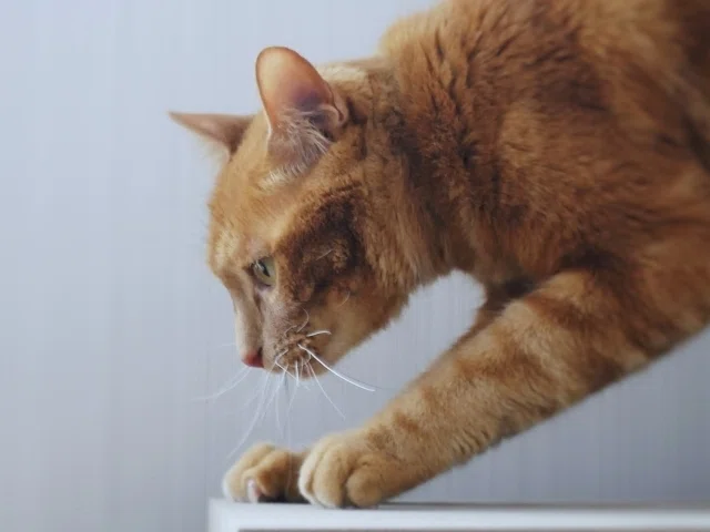 #7 猫を飼う前に知っておきたいこと|猫の習性と行動|にゃんナビ