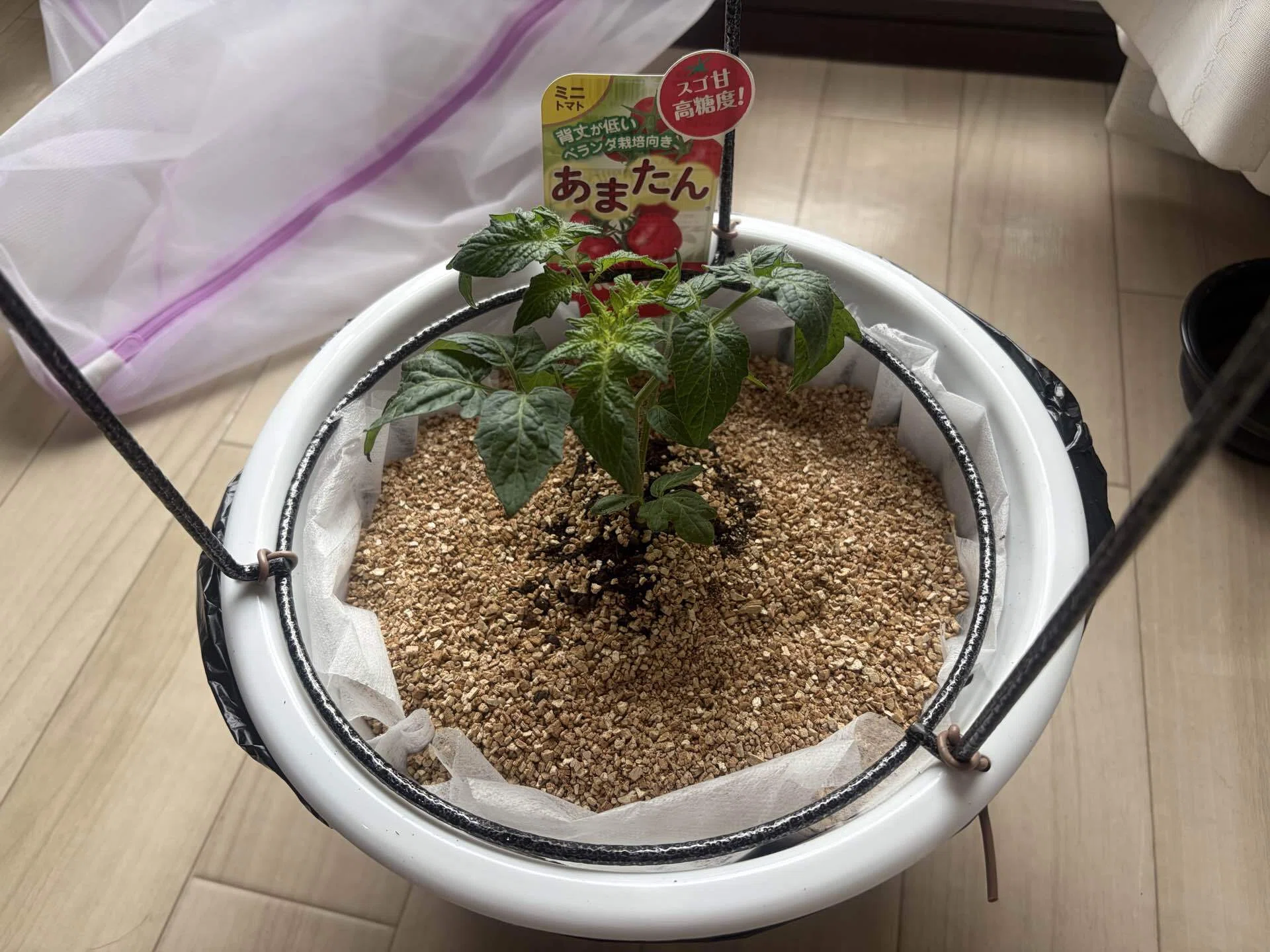 あまたん（ミニトマト）を水耕栽培で育てる （2026.4.19 植え付け