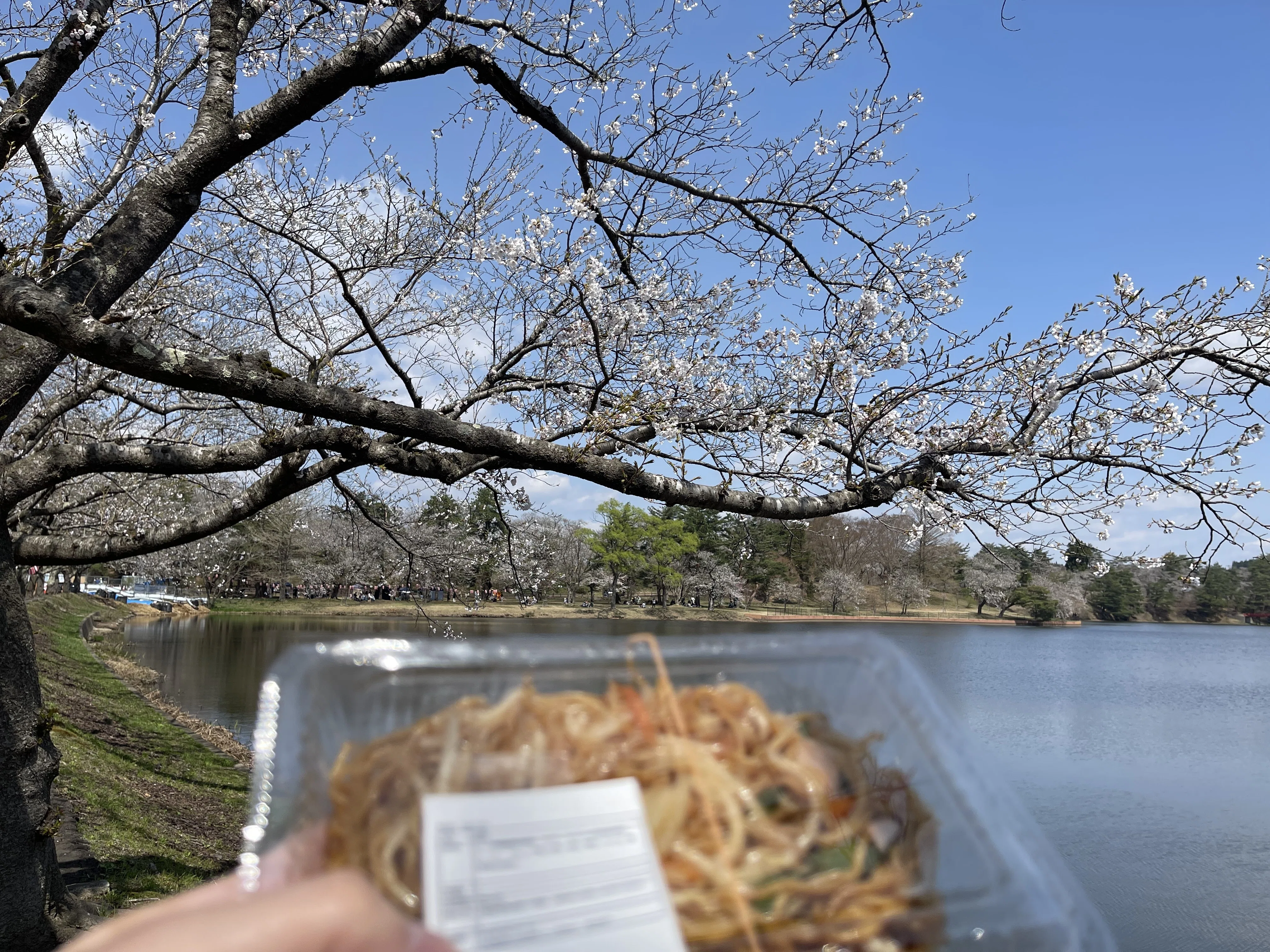 心を癒す 桜まつり 大館・北秋田🌸🐸｜鬼容 章(きもりあきら)/Akira Kimori
