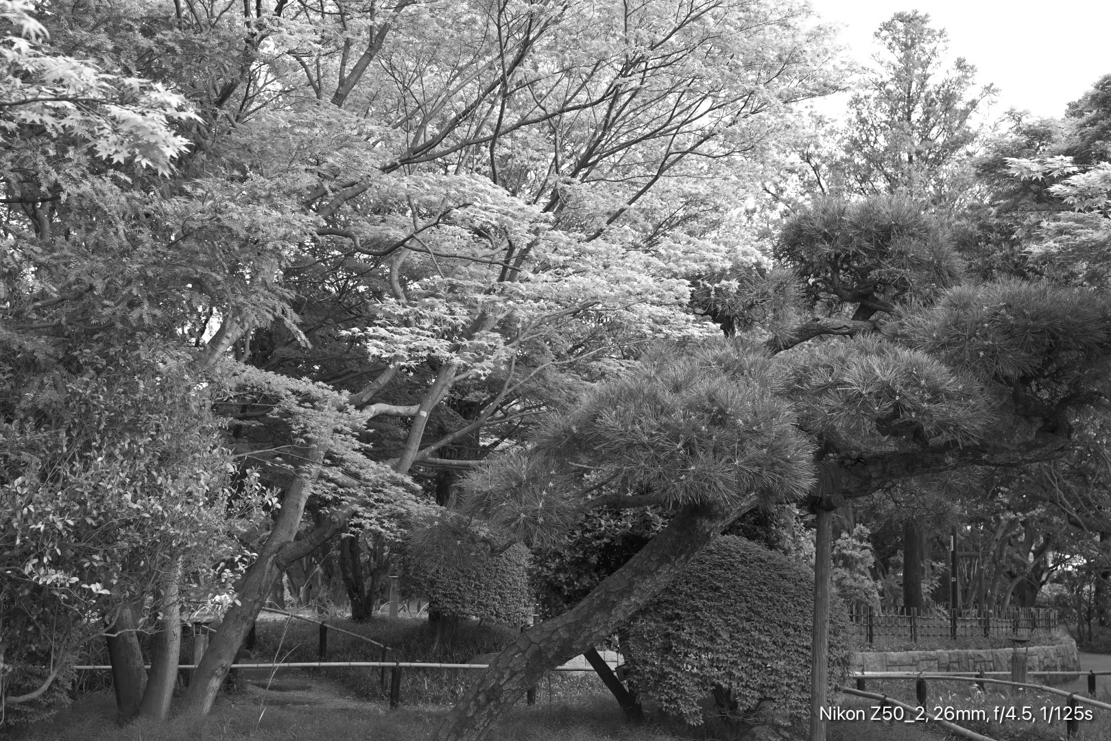 モノクロ 散歩 Z50II｜Swan High 1114