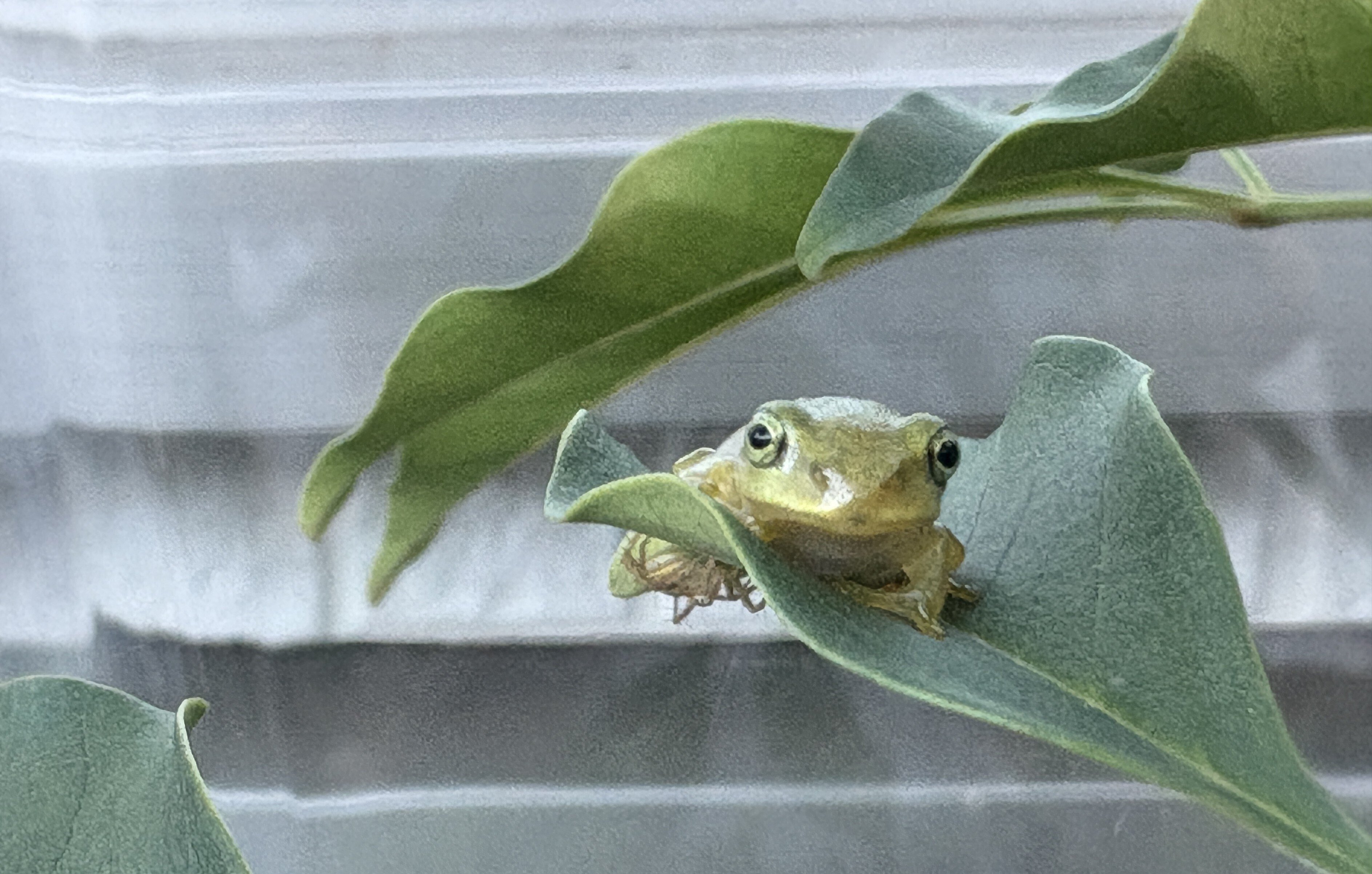 アオガエル、カジカガエル ※取引中 琉球大学博物館（風樹館）：おうちミュージアム：沖縄のカエル