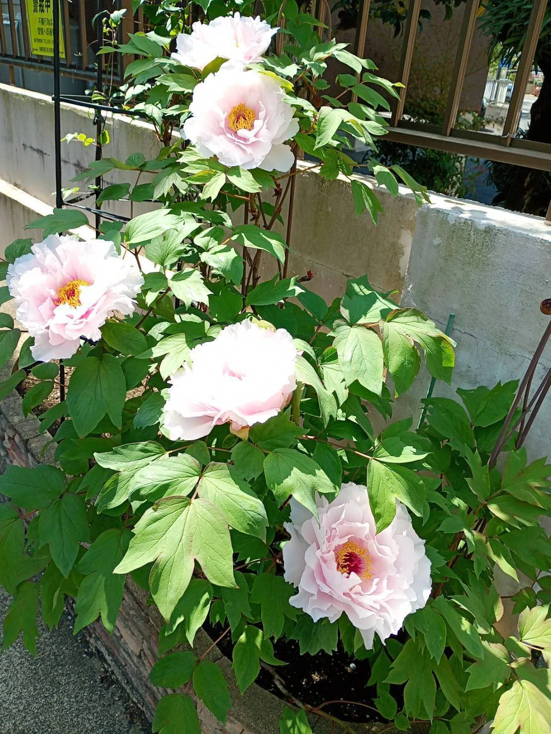 牡丹の花「牡丹花は咲き定まりて静かなり・・・・・」｜熊野人（くまの