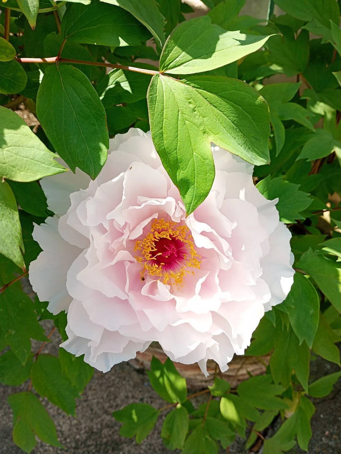牡丹の花「牡丹花は咲き定まりて静かなり・・・・・」｜熊野人（くまの