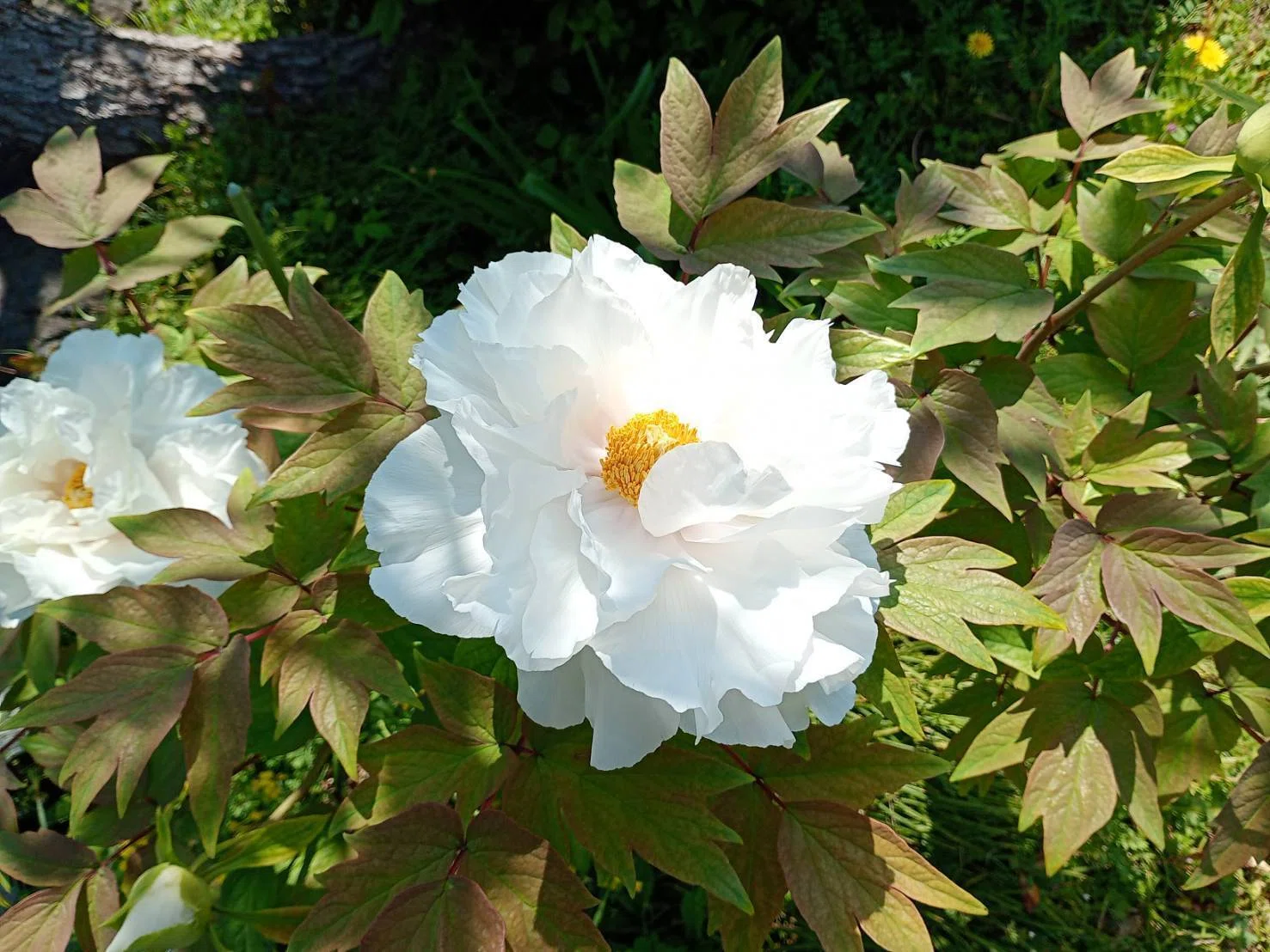 牡丹の花「牡丹花は咲き定まりて静かなり・・・・・」｜熊野人（くまの