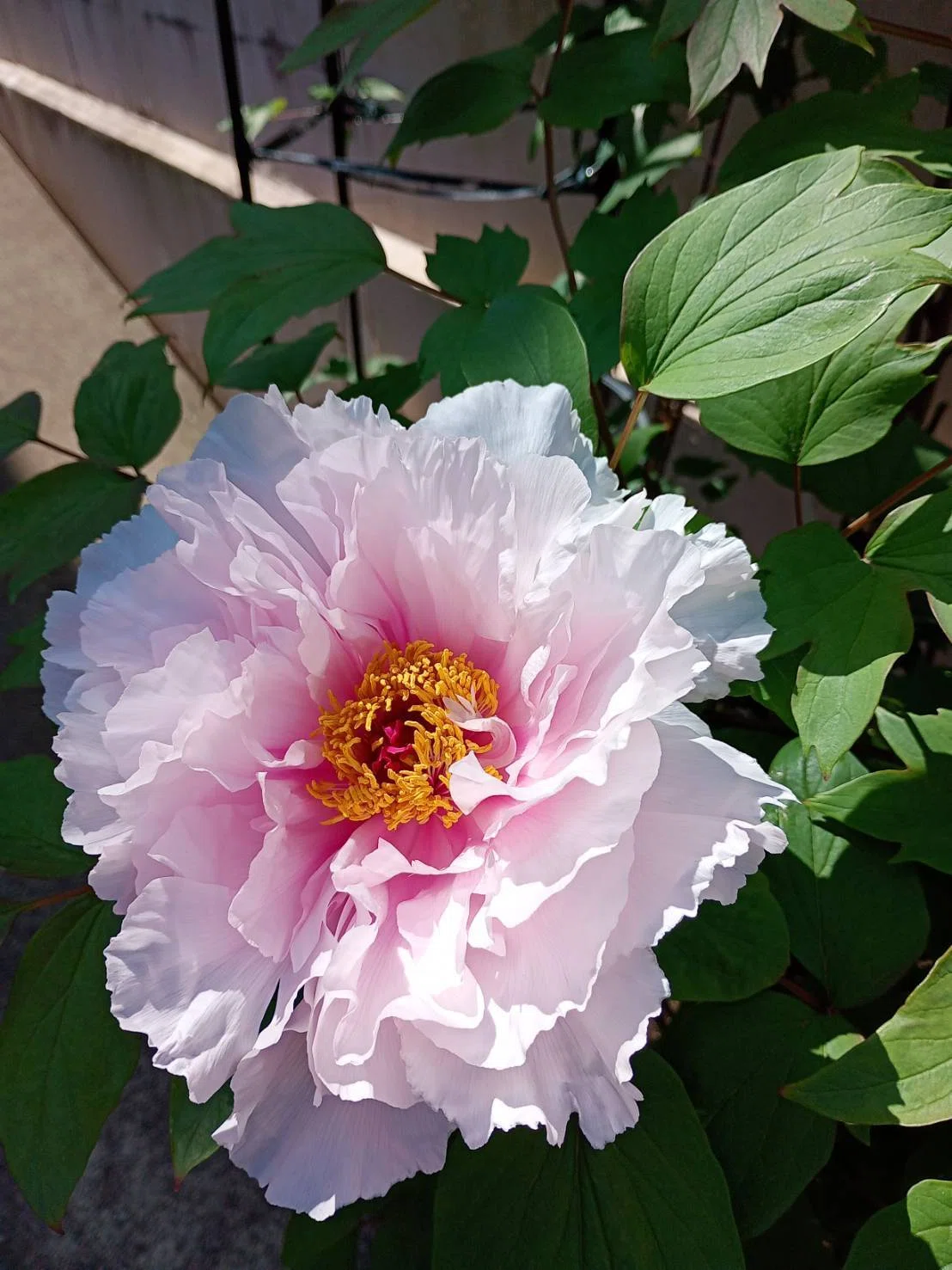 牡丹の花「牡丹花は咲き定まりて静かなり・・・・・」｜熊野人（くまの