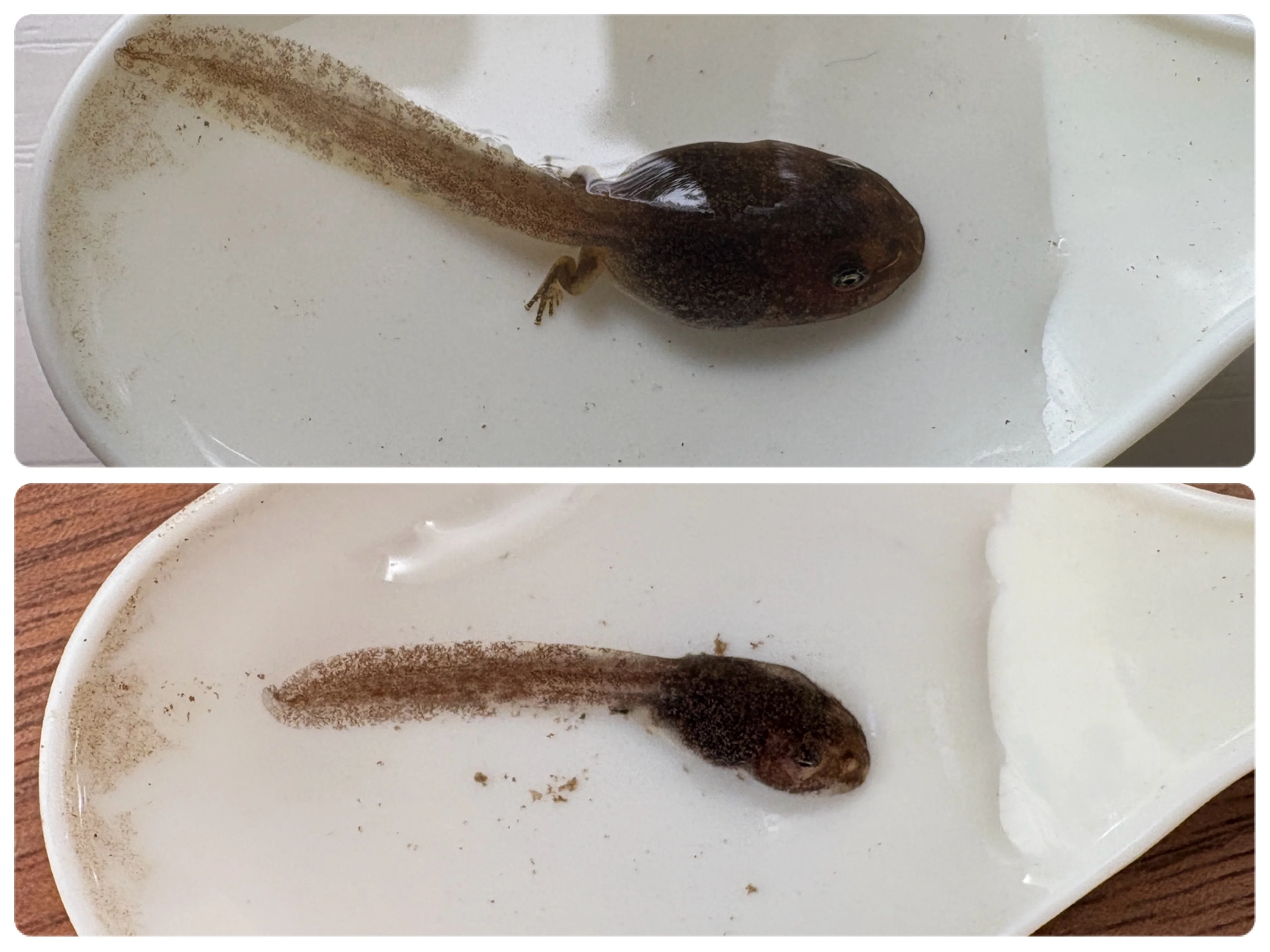 The Record of the 134 Days After: The Tadpoles That Couldn't