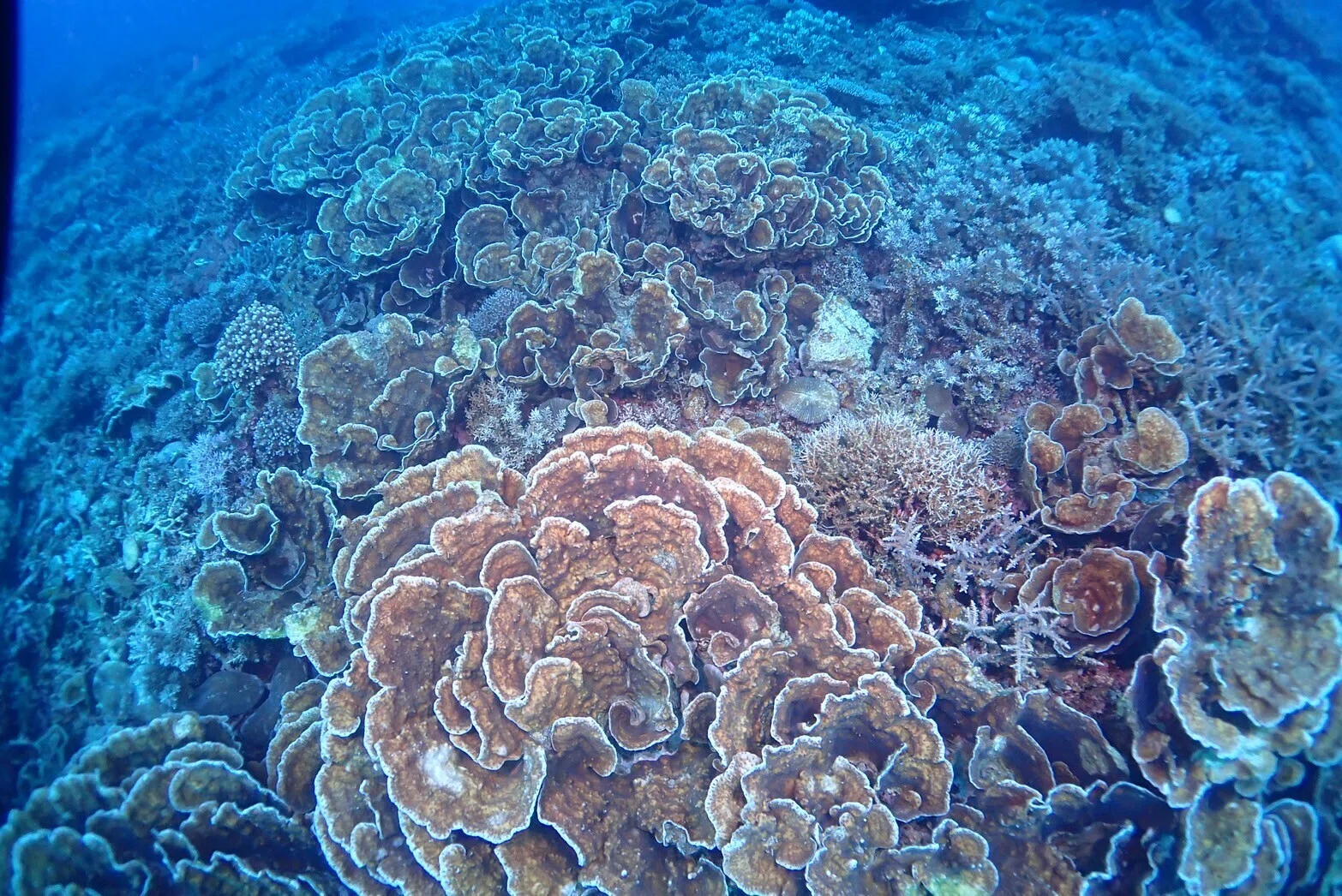 サンゴに癒される】透明度の高い海！石垣島でファンダイビングに
