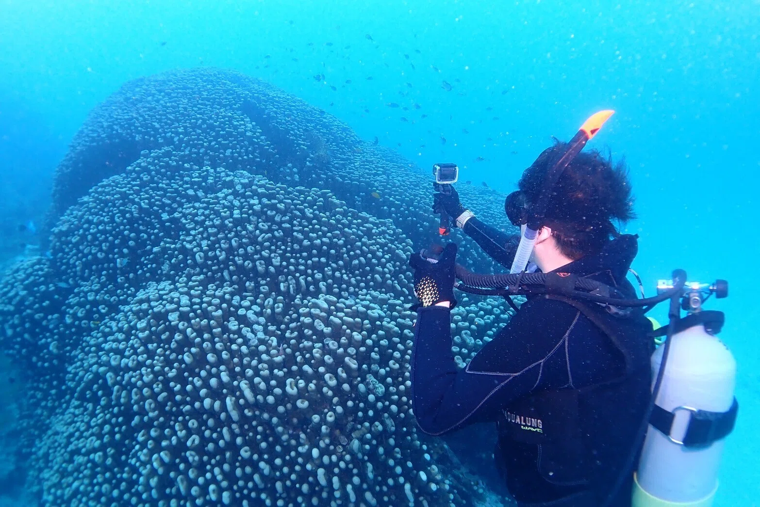 サンゴに癒される】透明度の高い海！石垣島でファンダイビングに