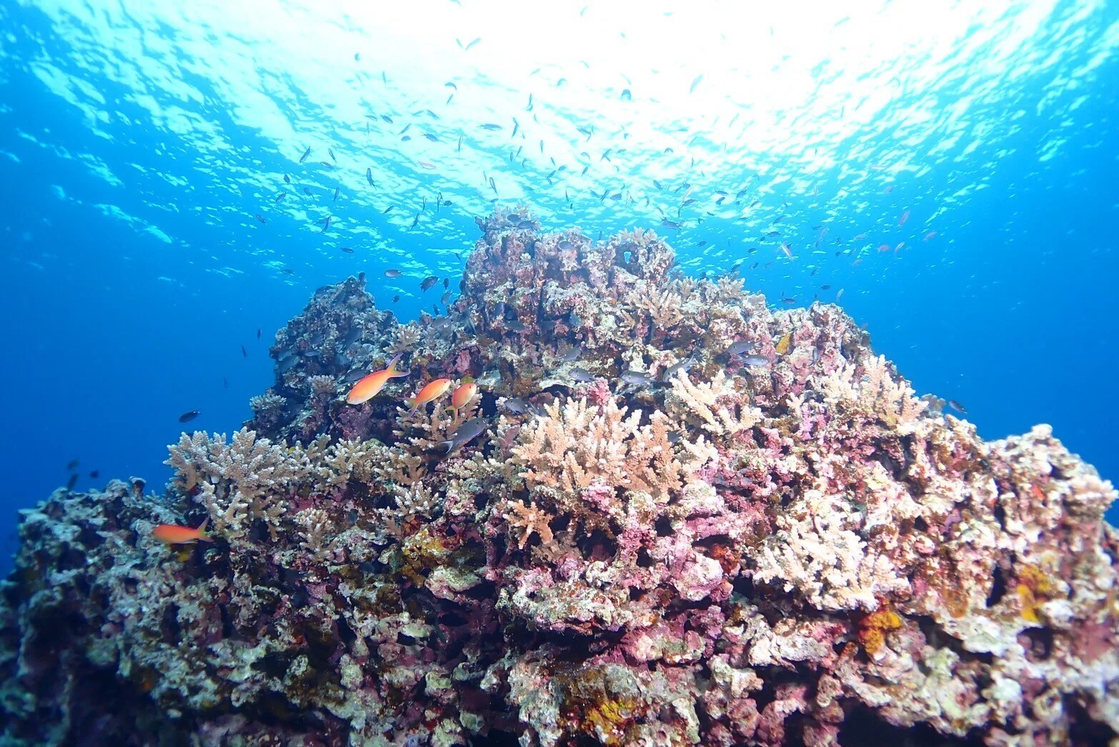 サンゴに癒される】透明度の高い海！石垣島でファンダイビングに