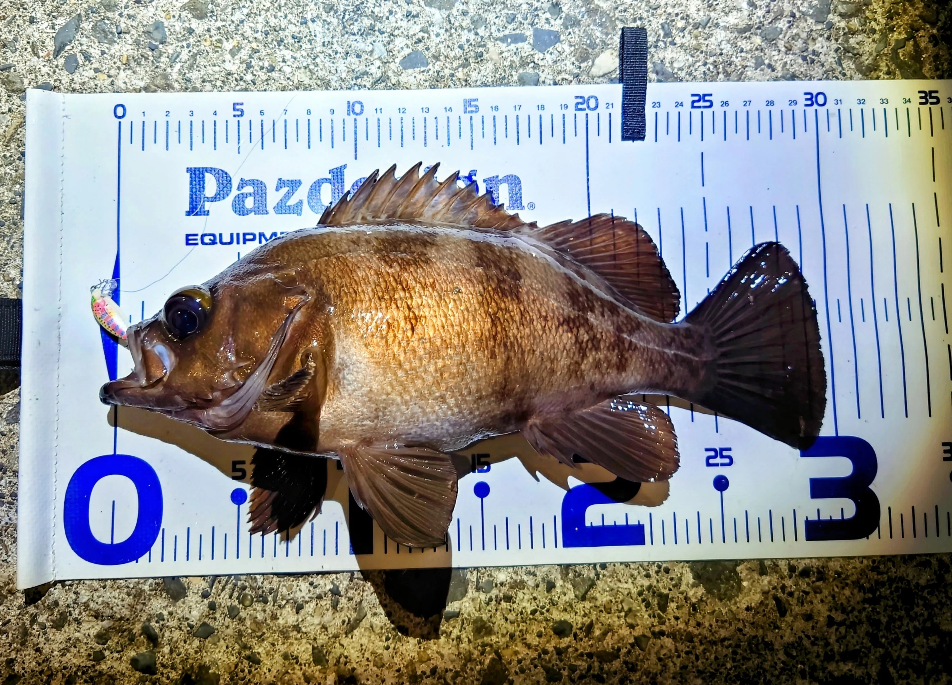 宮城県通い4年間の釣果レコード｜ありBoW 〜週末釣り日記〜