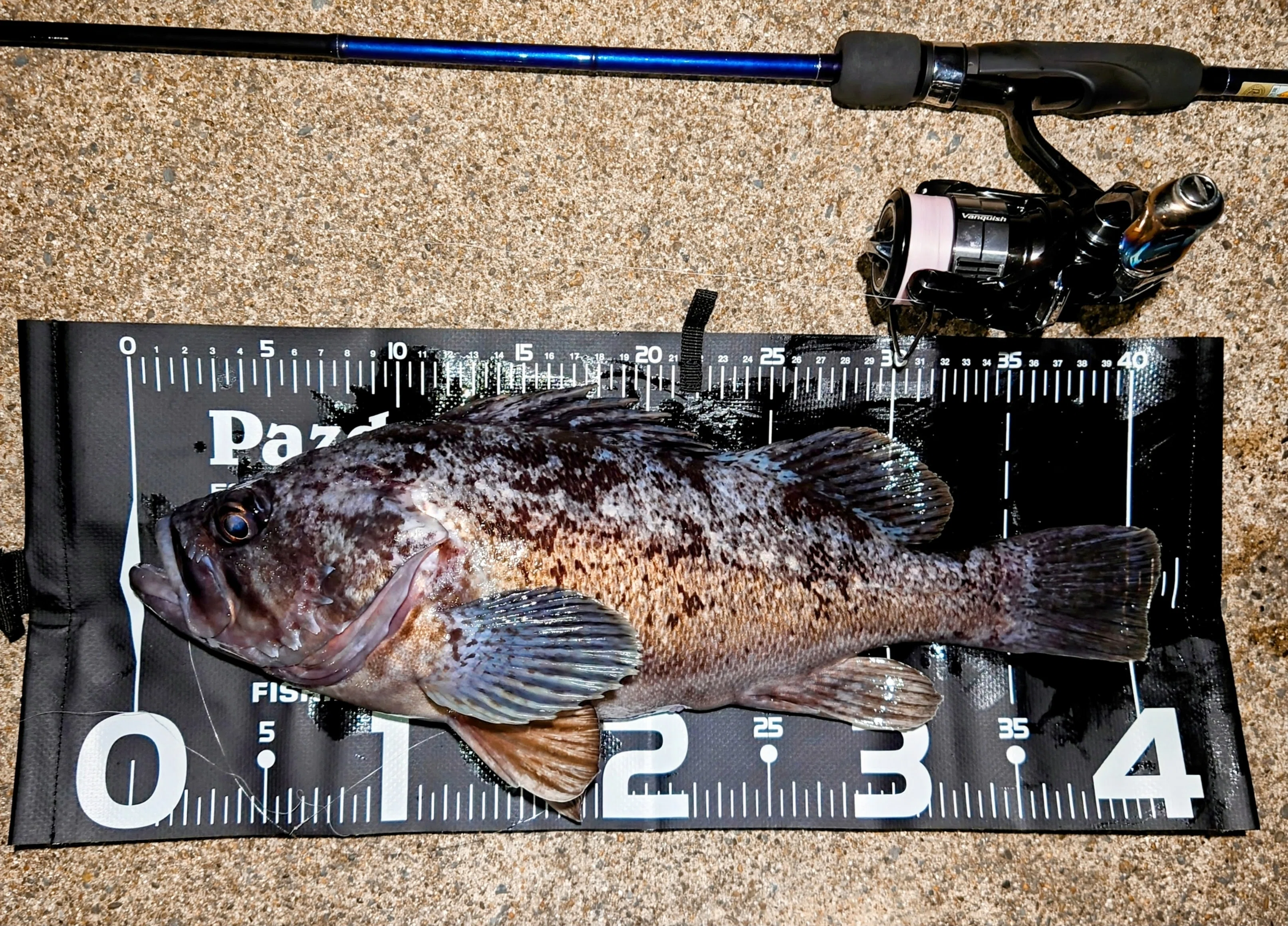 宮城県通い4年間の釣果レコード｜ありBoW 〜週末釣り日記〜