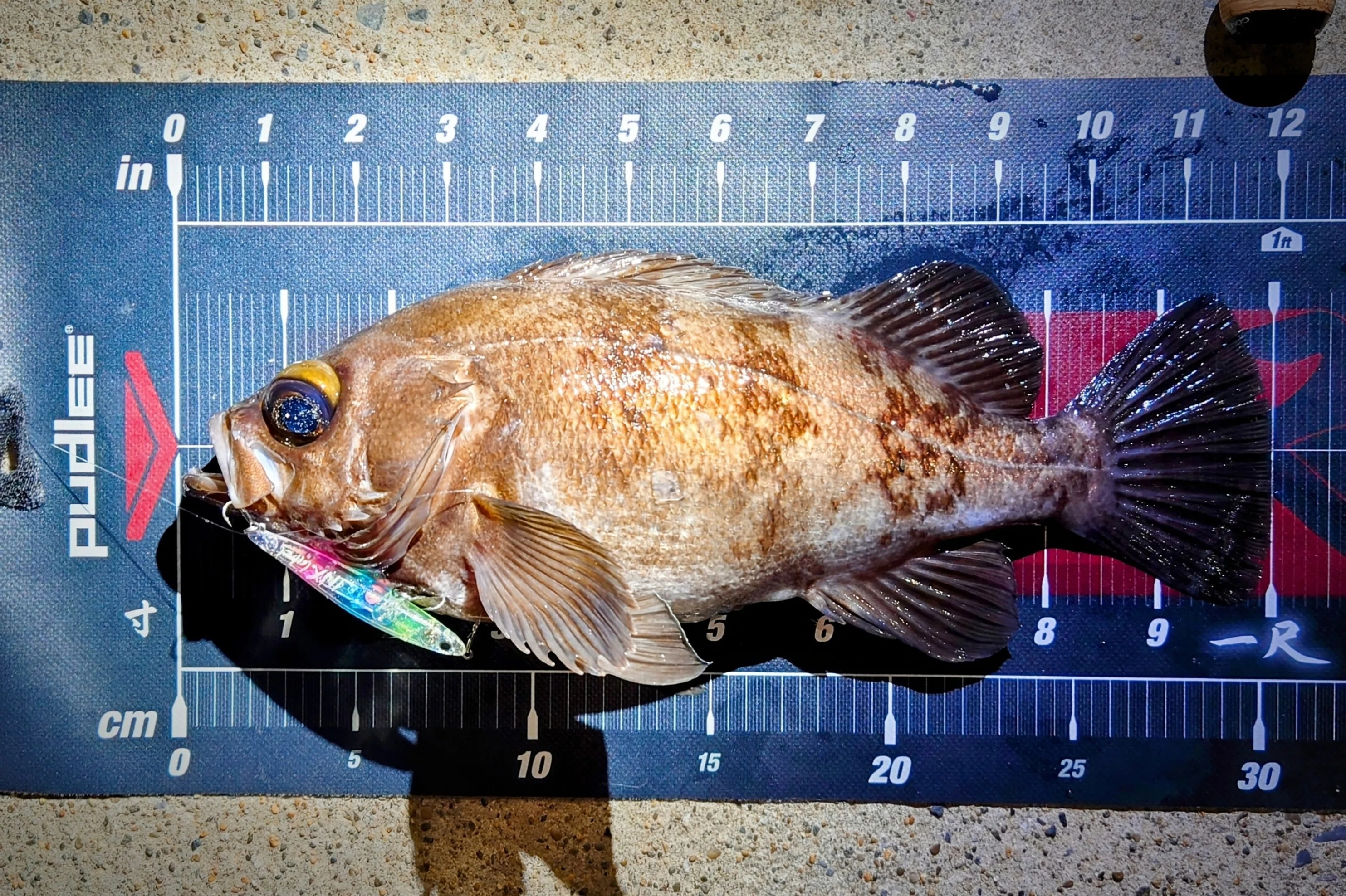 宮城県通い4年間の釣果レコード｜ありBoW 〜週末釣り日記〜