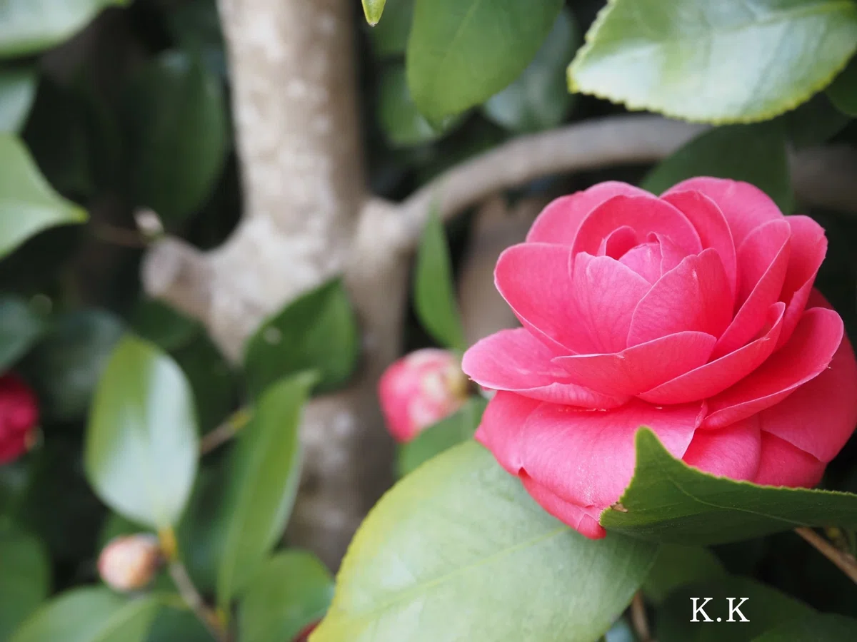 椿《季節の植物》｜K.K