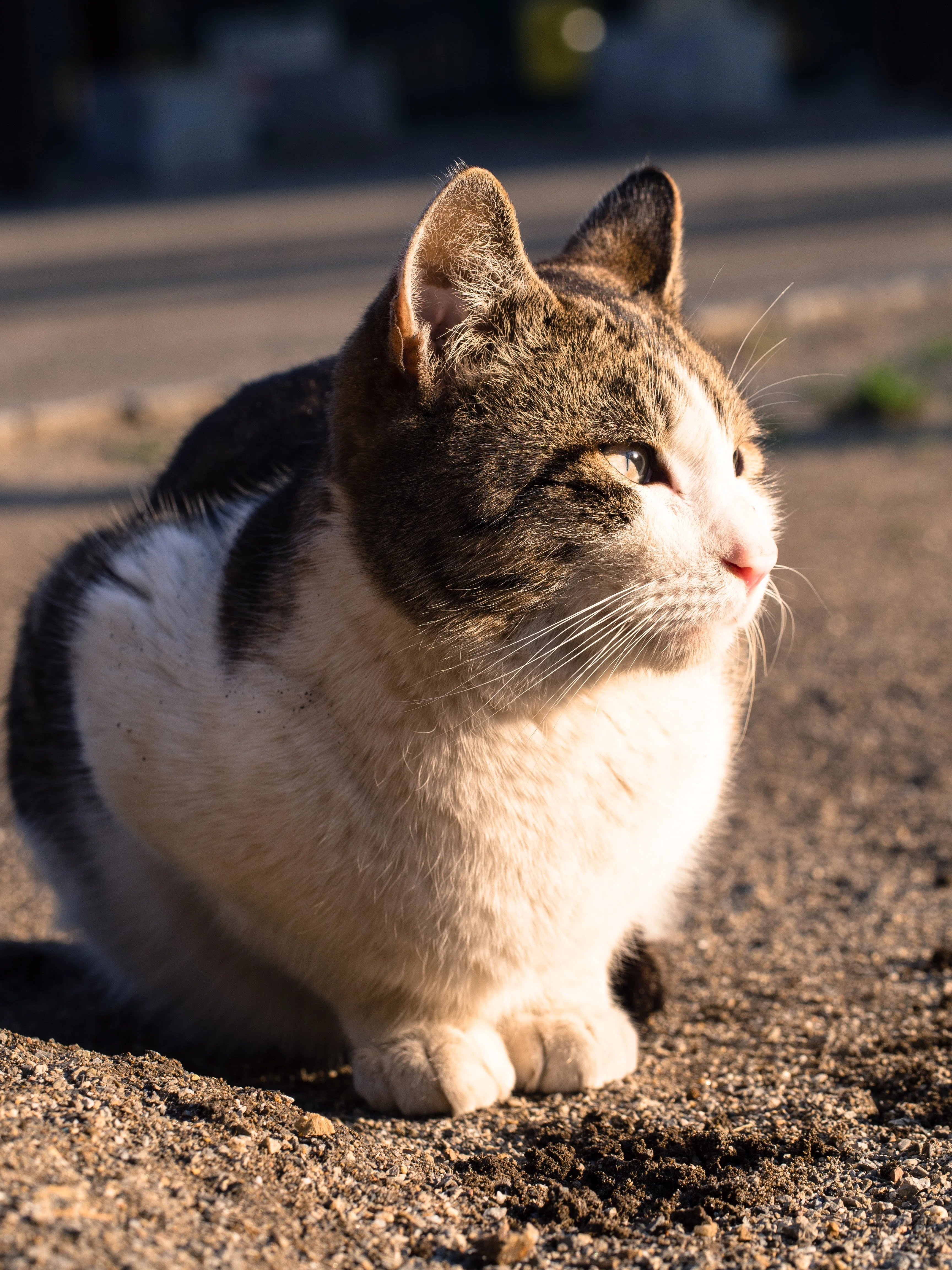 ねこ9｜つるはと