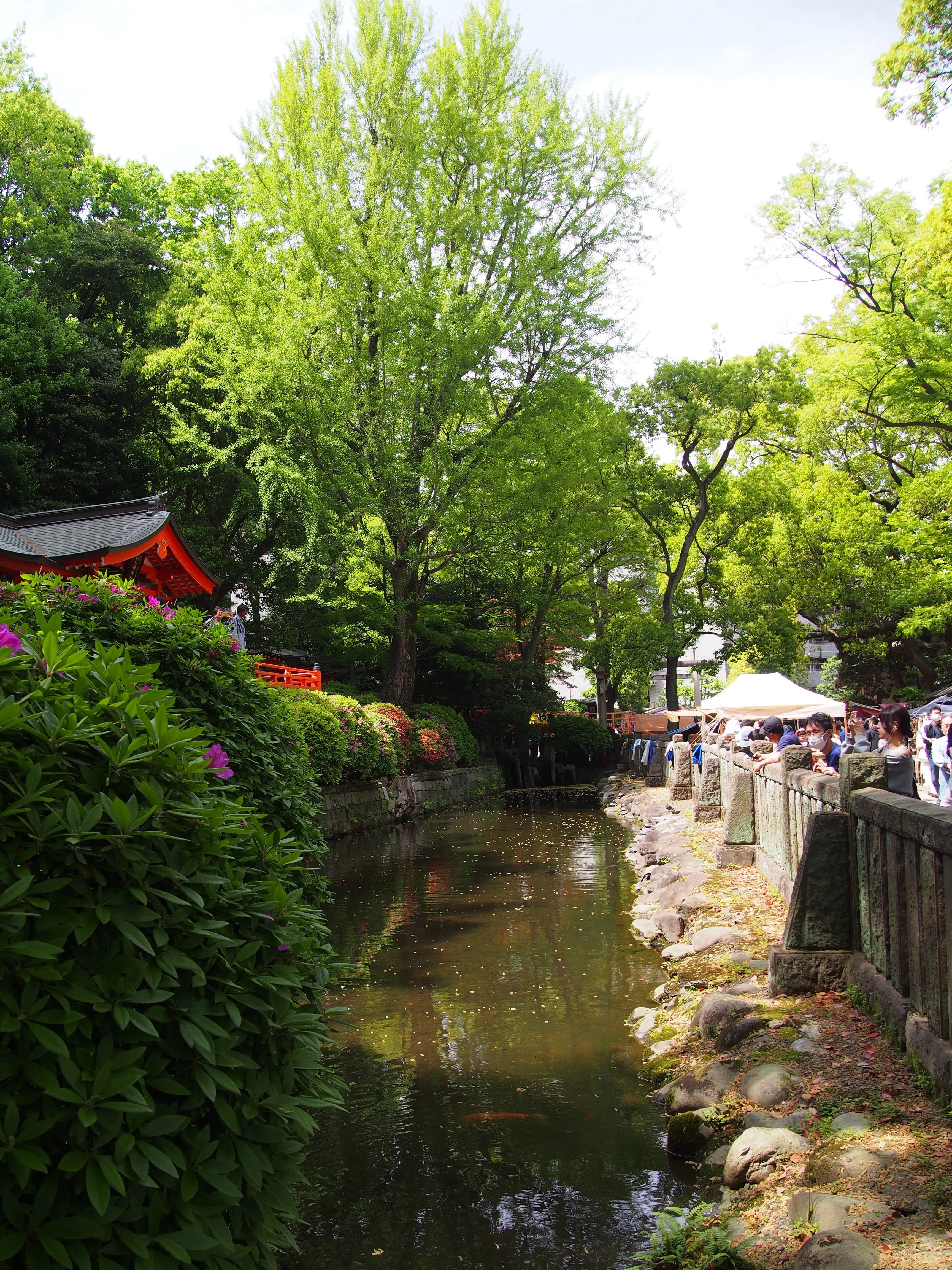 江戸の賑わいに思いを馳せて。根津神社つつじ苑で春を堪能する
