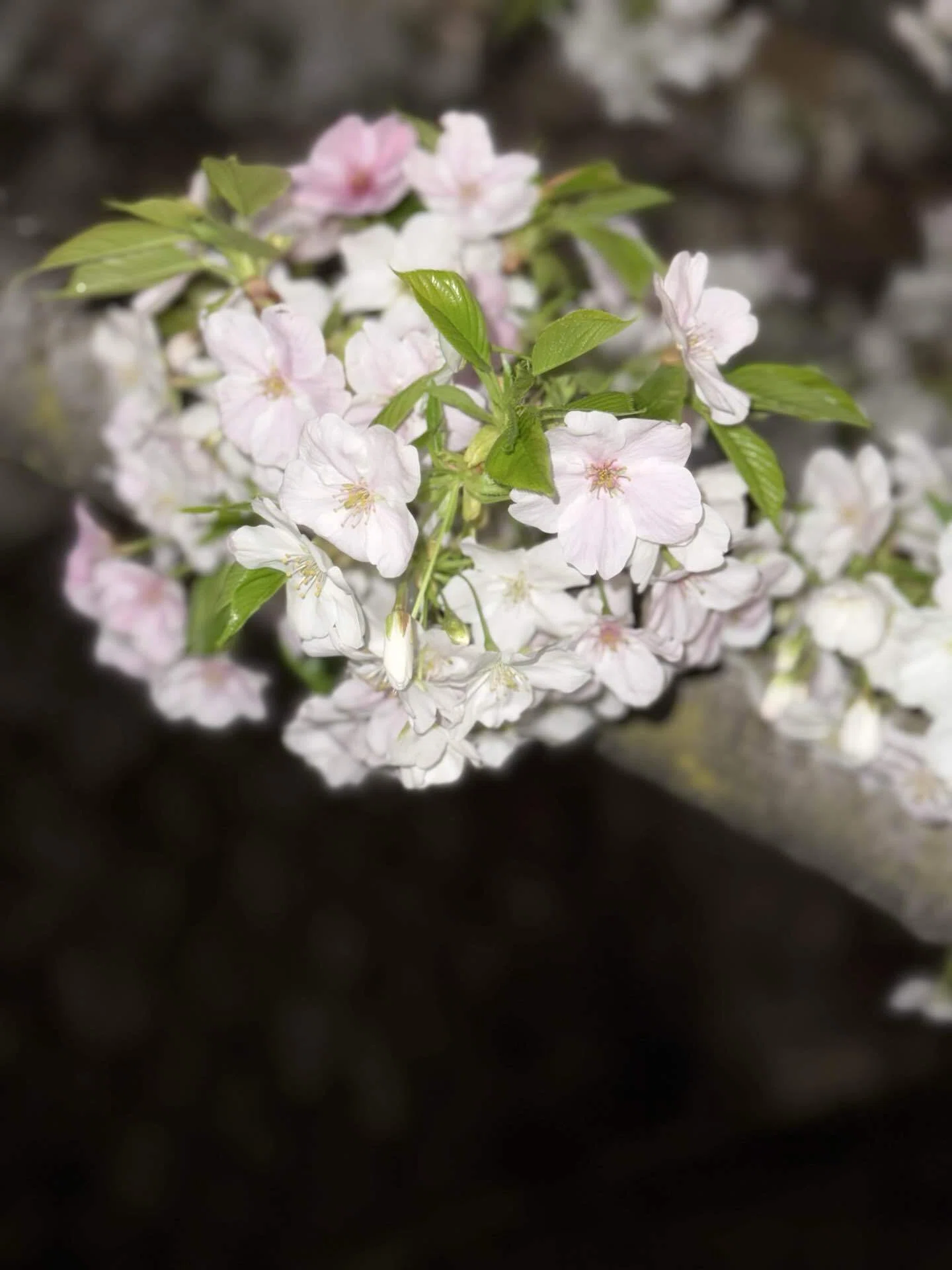 満月🌕と夜桜｜hana_lovely