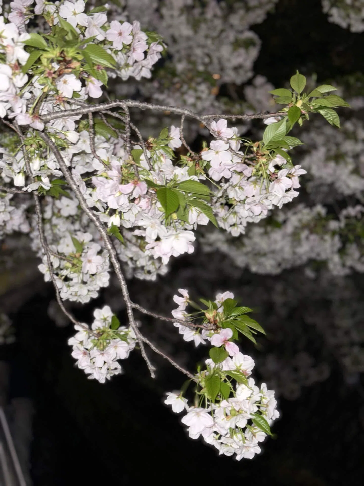 満月🌕と夜桜｜hana_lovely