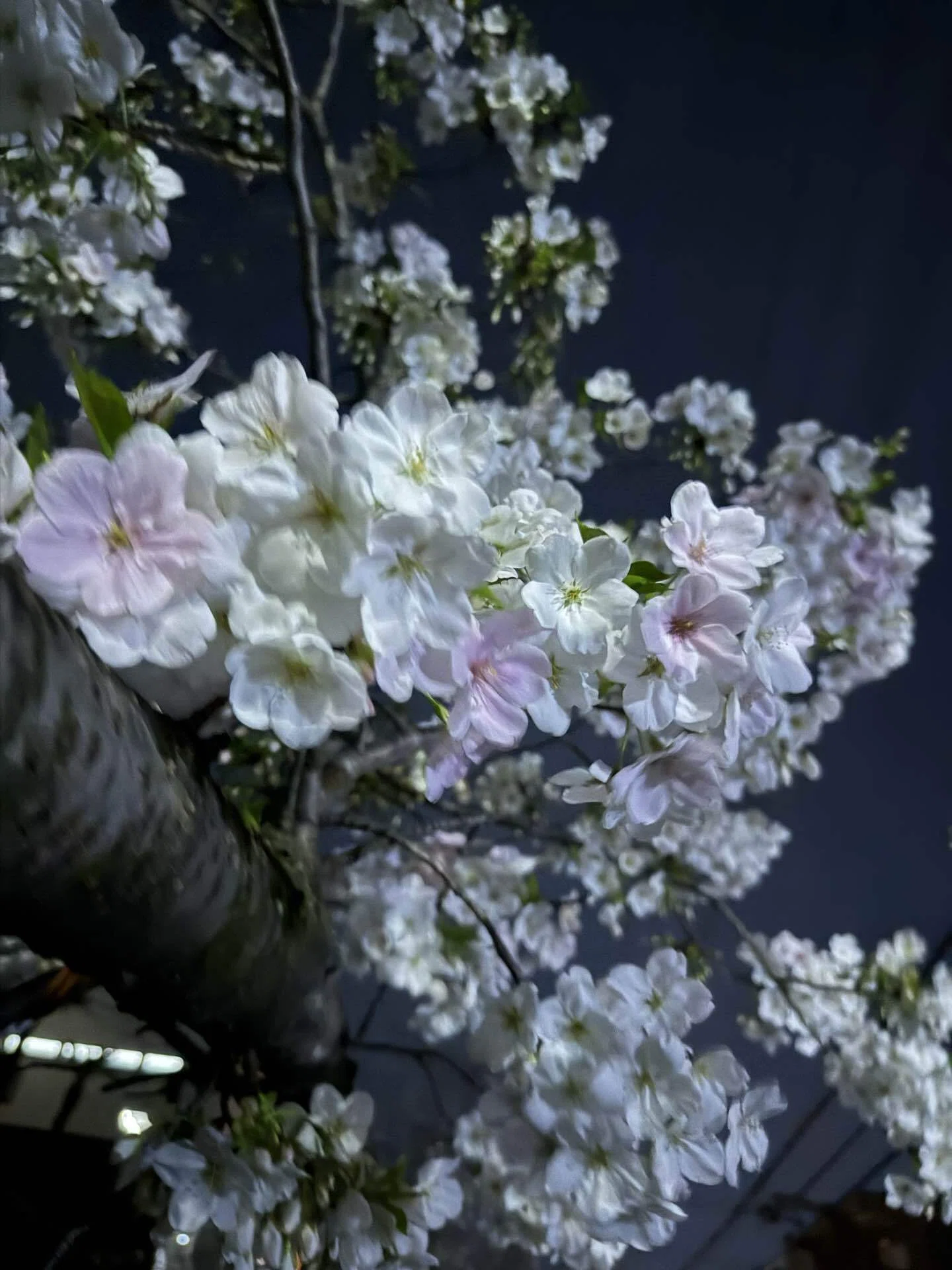 満月🌕と夜桜｜hana_lovely