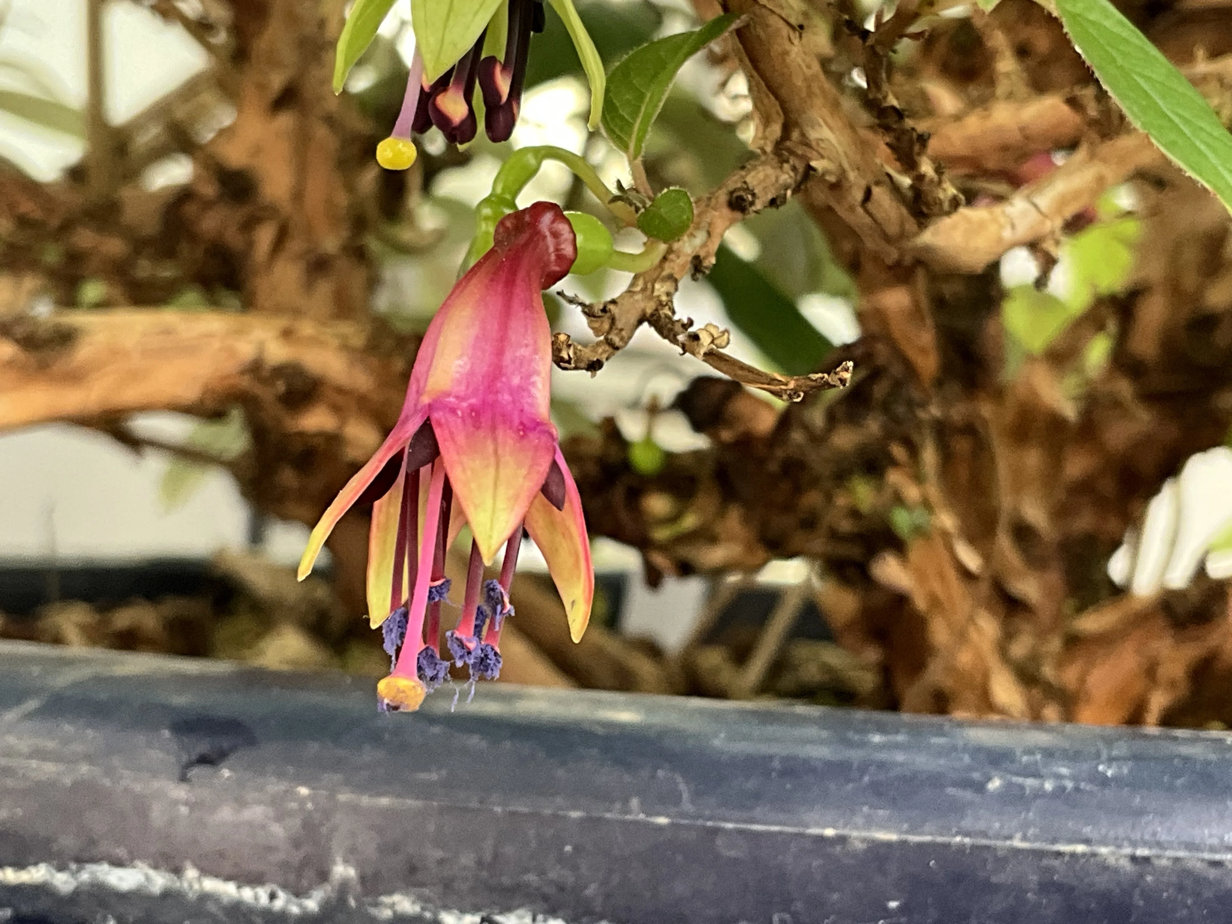フクシア・エクスコルティカタ（京都府立植物園）：2026年4月21日（火