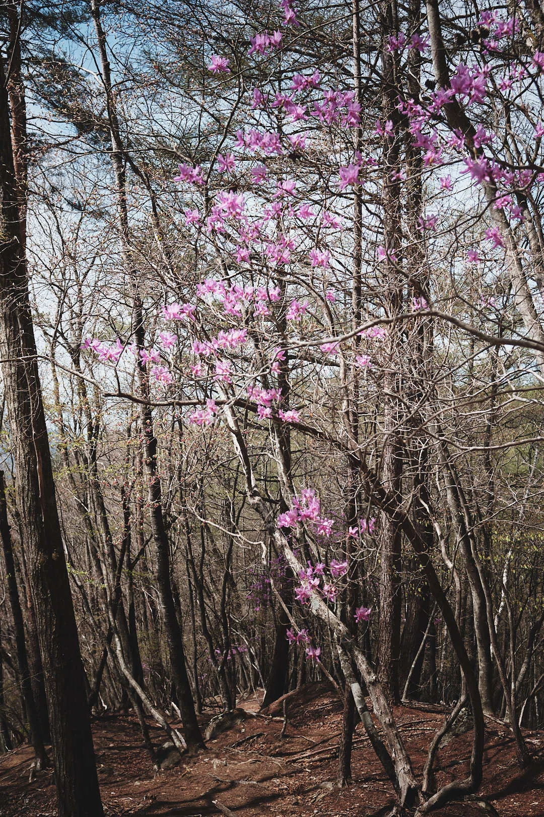 大菩薩峠から新地平を歩く｜キーン
