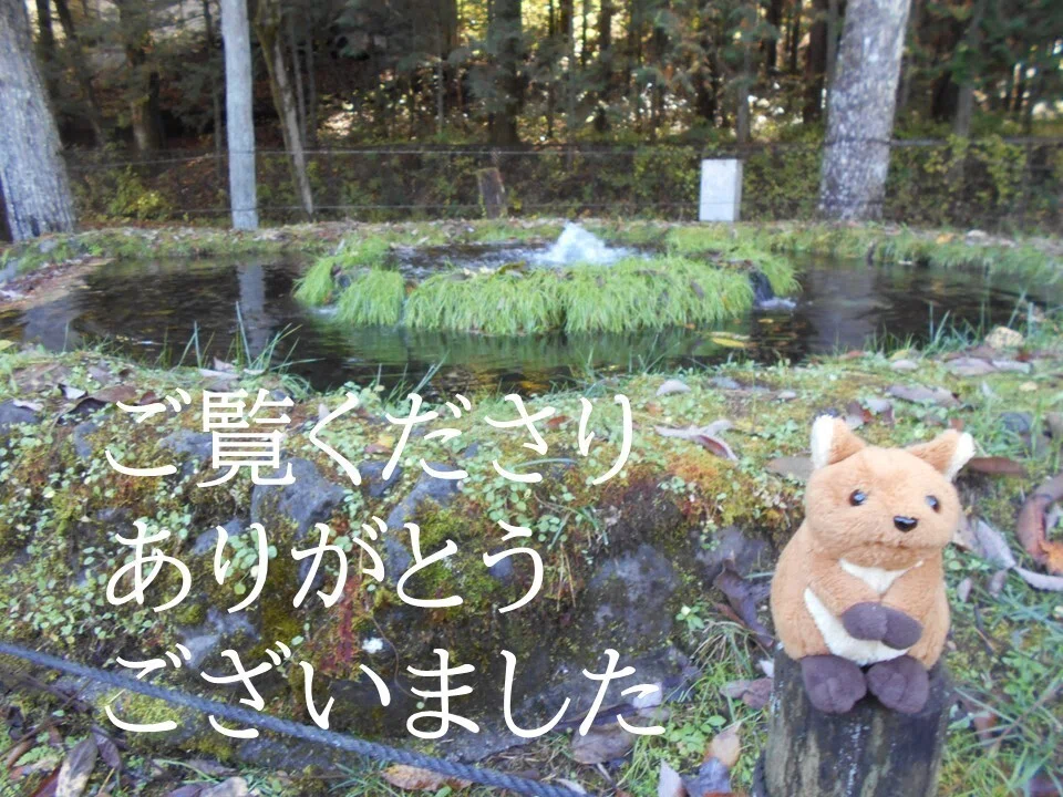 森の中、こんこんと水が湧く泉の前から、クオッカのぬいぐるみがお礼を申し上げます。お読みくださり、ありがとうございました。(撮影地・山梨県忍野村さかな公園)