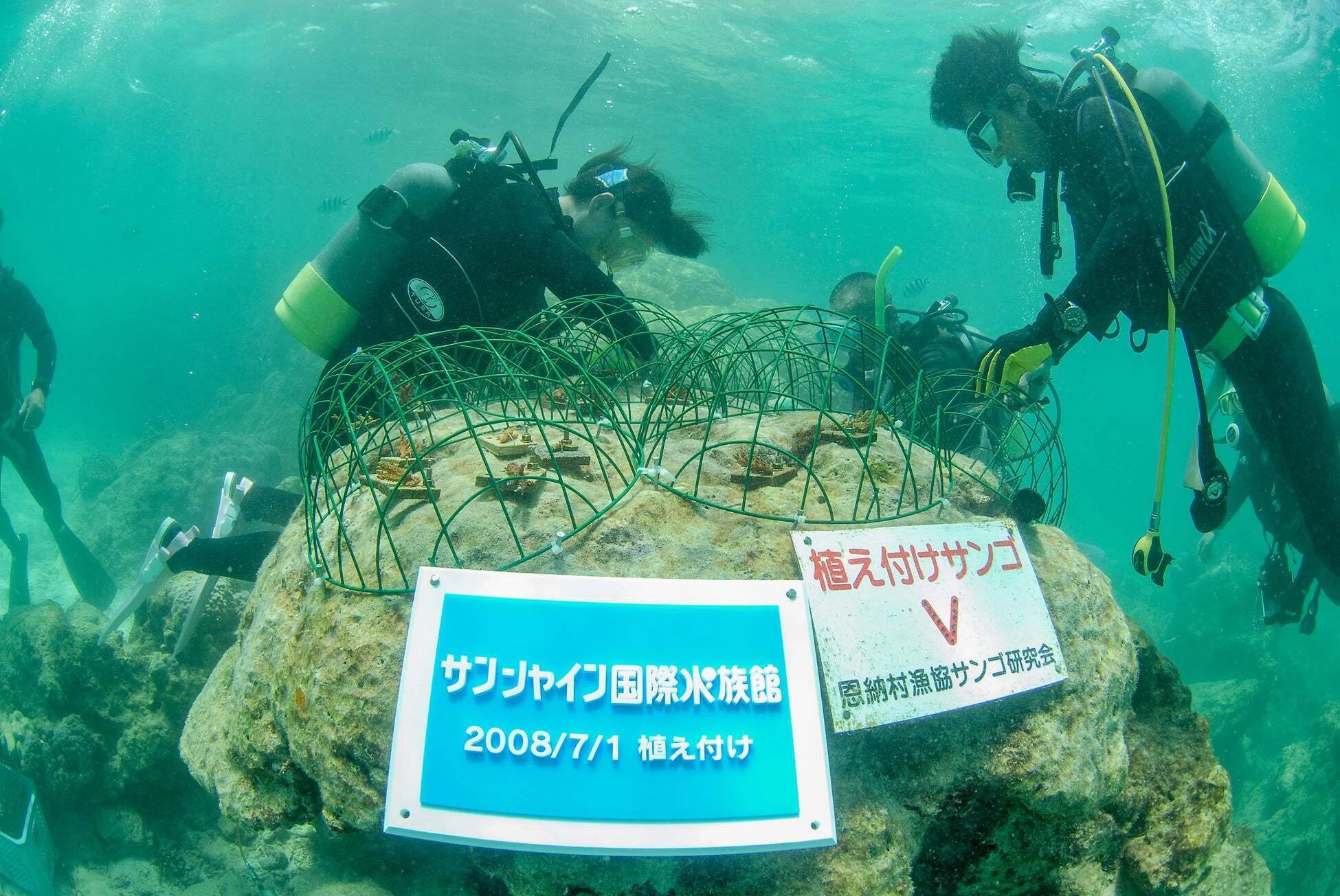 サンシャイン水族館 サンゴプロジェクト20周年の歩み＊4月27日で20周年