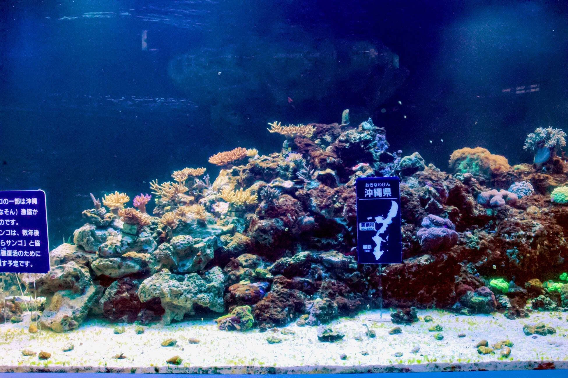 サンシャイン水族館 サンゴプロジェクト20周年の歩み＊4月27日で20周年