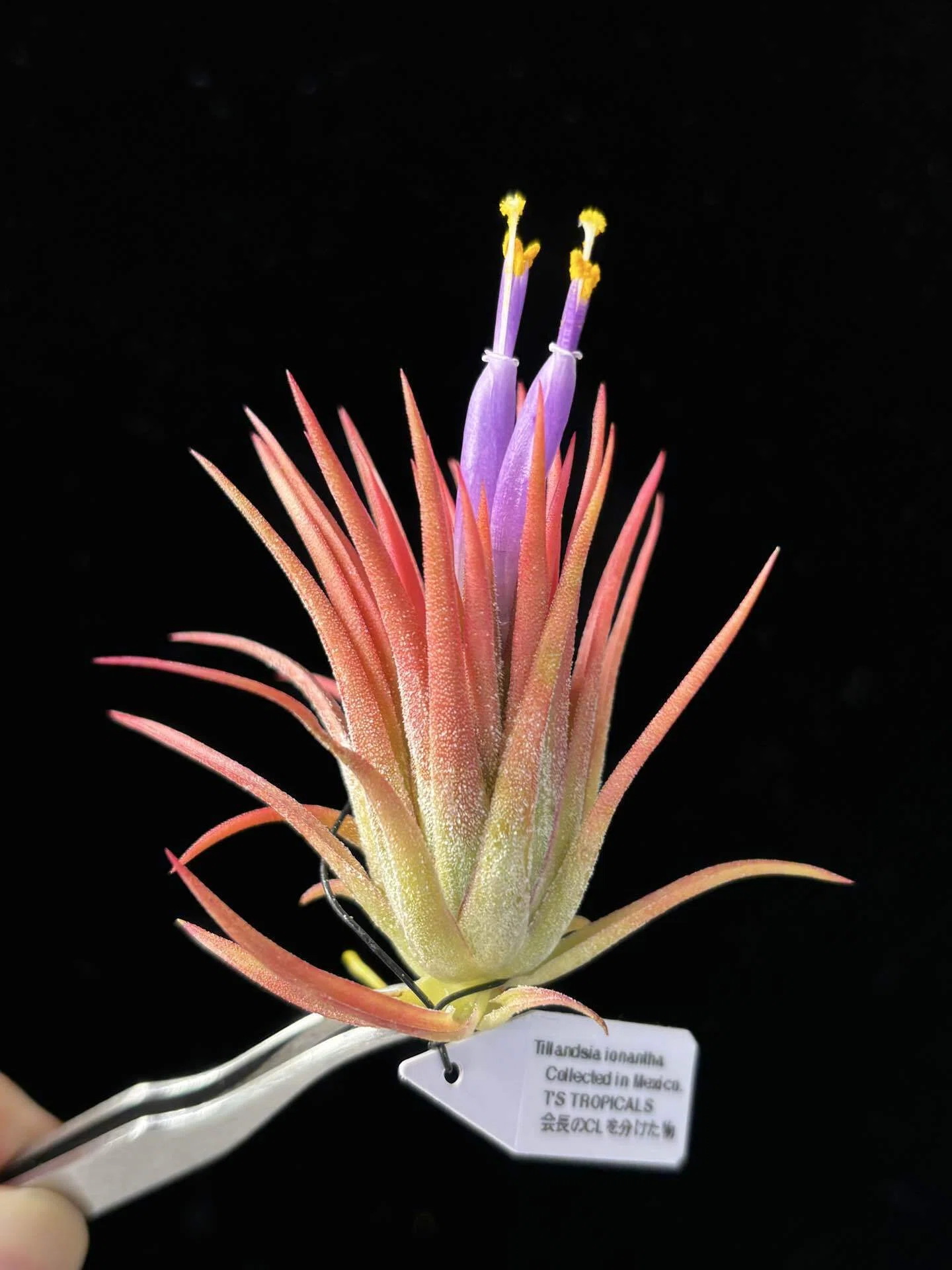 ionantha Collected in Mexico T'S TROPICALS｜sioncolorwheel