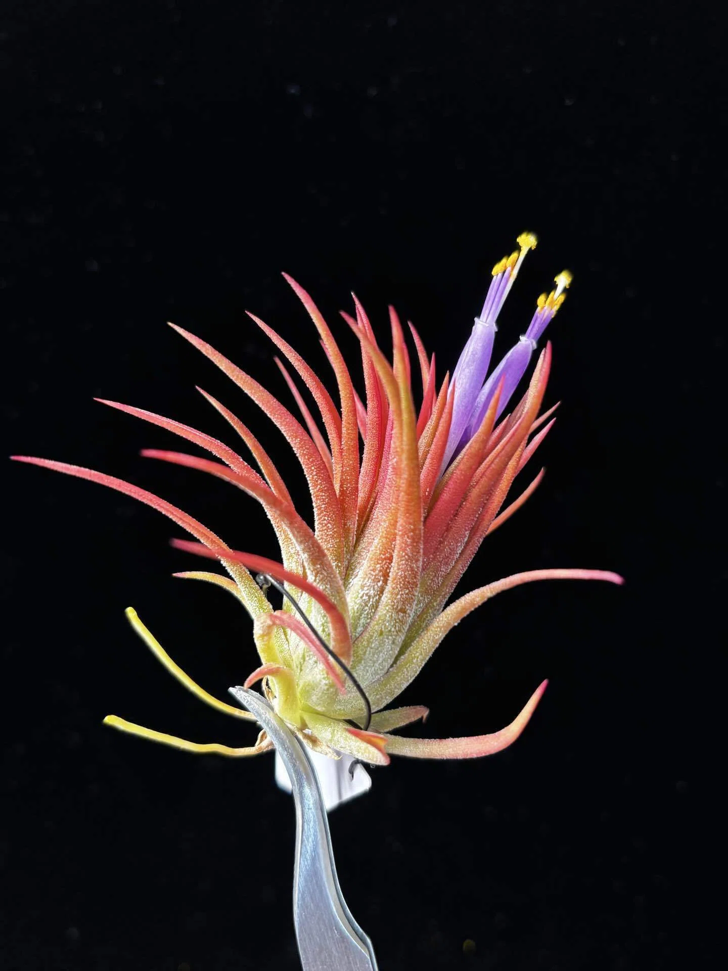 ionantha Collected in Mexico T'S TROPICALS｜sioncolorwheel