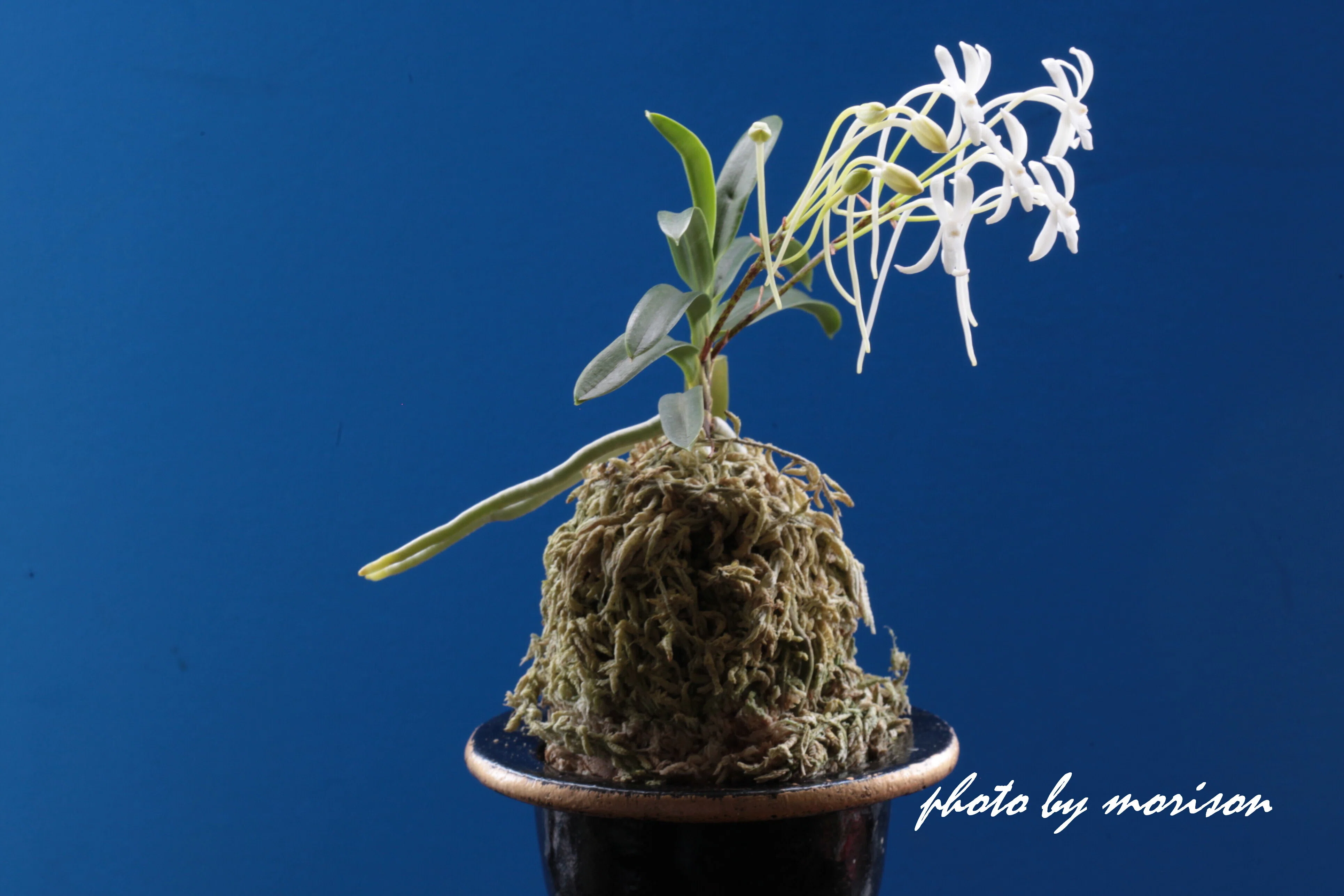 富貴蘭「月の輪」の花(過去の画像倉庫から)｜KJ Morison