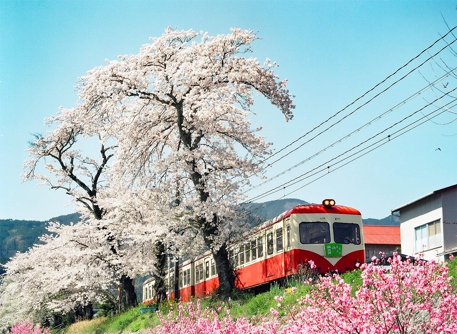 v269, 大井川鐵道：2003桜OFF （2003年）｜ひろやん