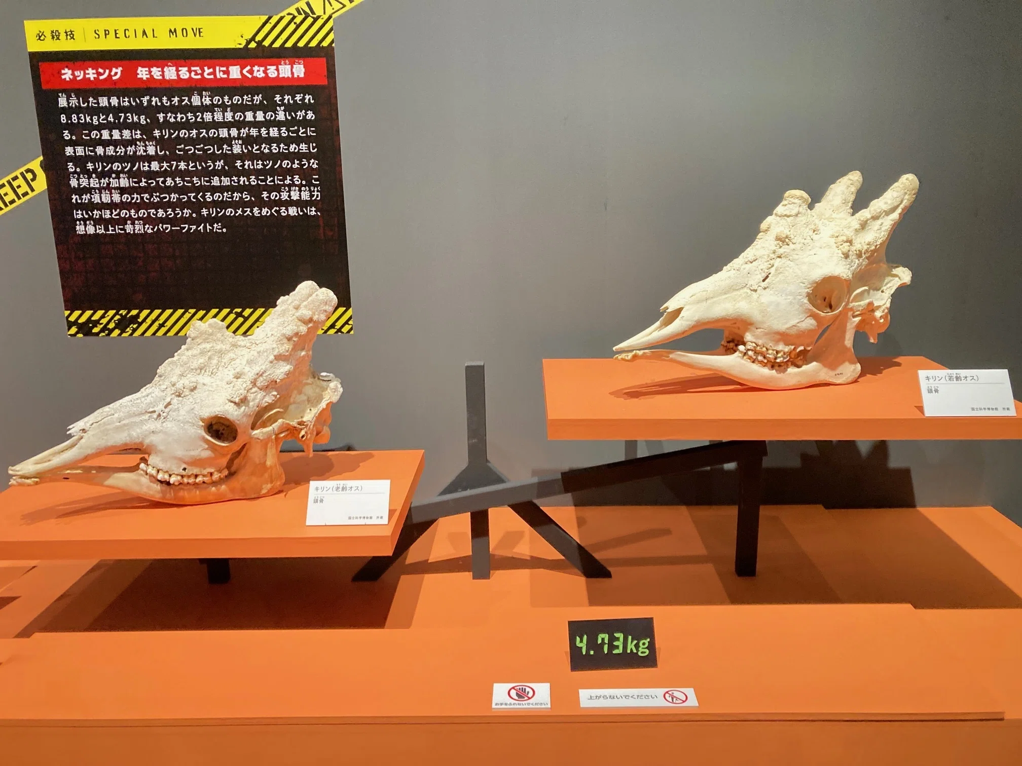 高校生物教員からみた科博「その”キケン”、ワケがあります！超危険生物