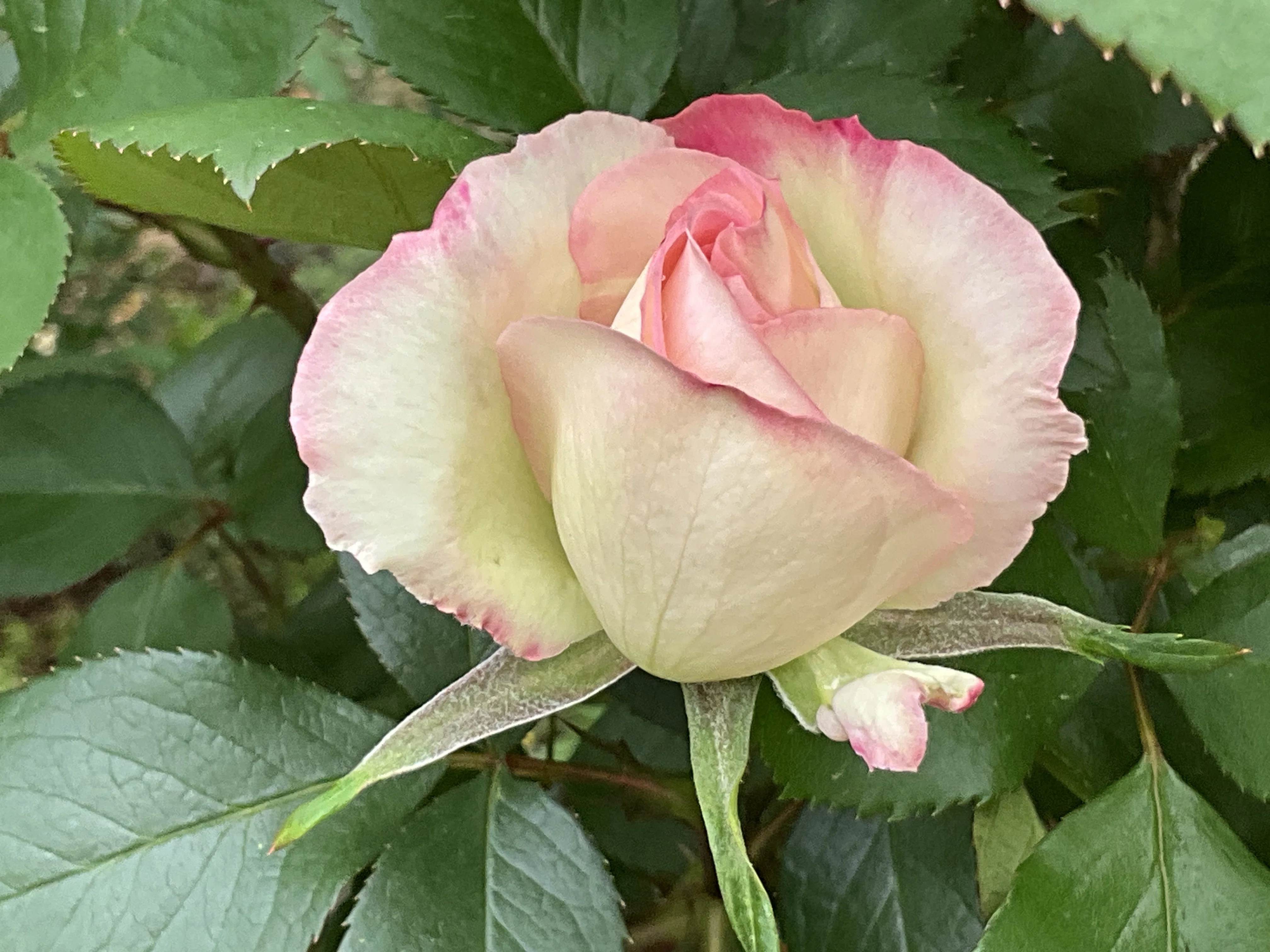希少　レア ビリケン商会　フランケンシュタインの花嫁　ミイラ付　ハマハヤオ マチルダの春一番花（京都府立植物園）：2026年4月21日（火）｜藤井