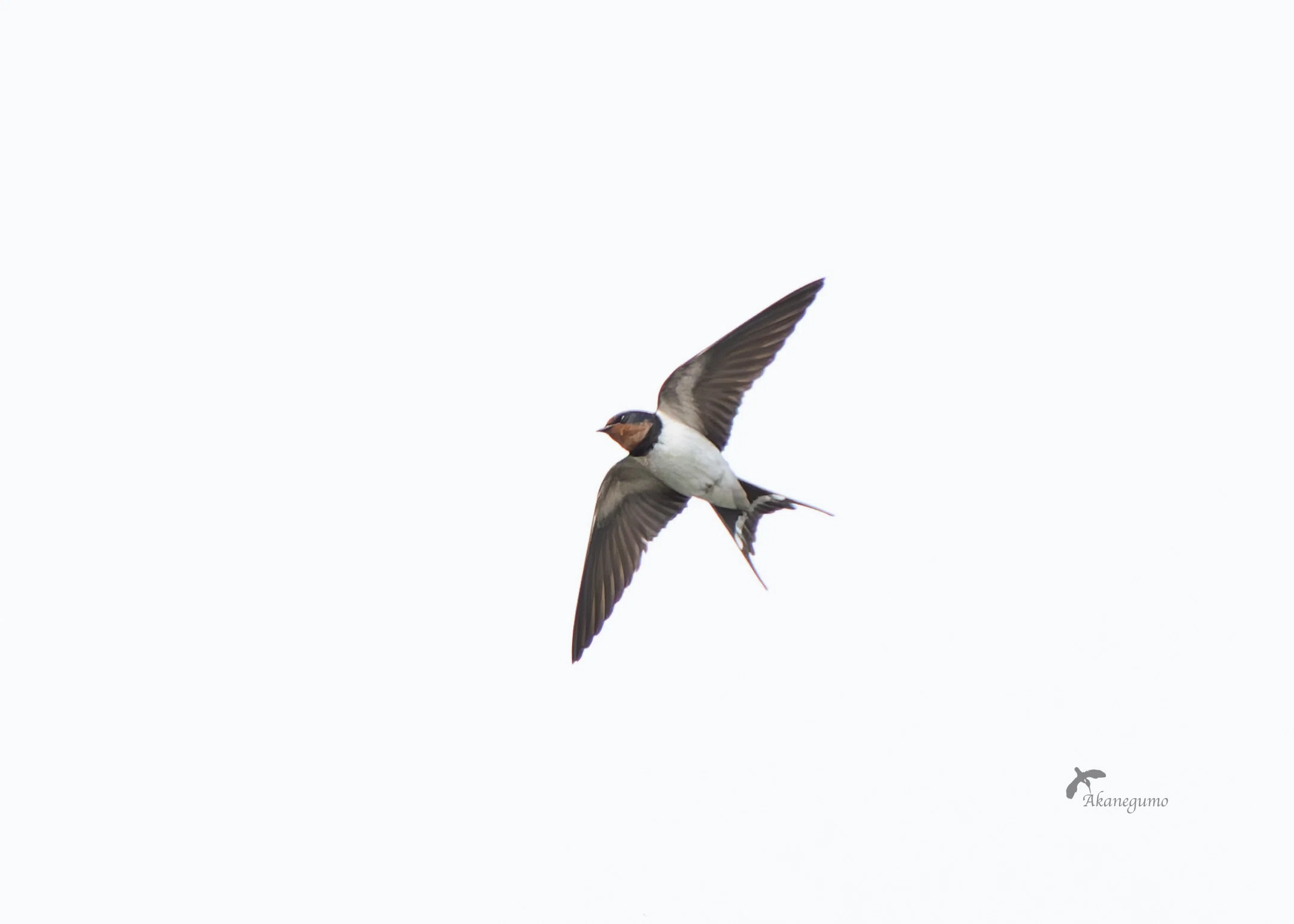 空ツバメ様　確認用 鳥見:104 ツバメ他｜茜雲／鳥の記録と普通の日記