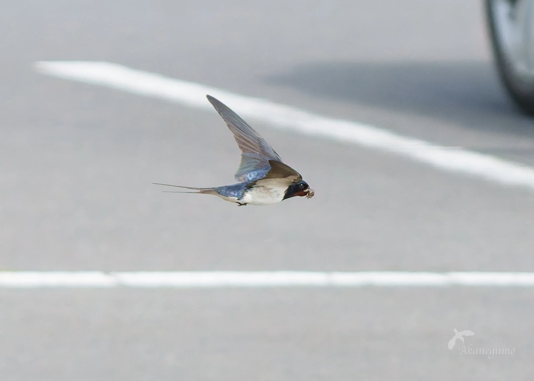 鳥見:104 ツバメ他｜茜雲／鳥の記録と普通の日記