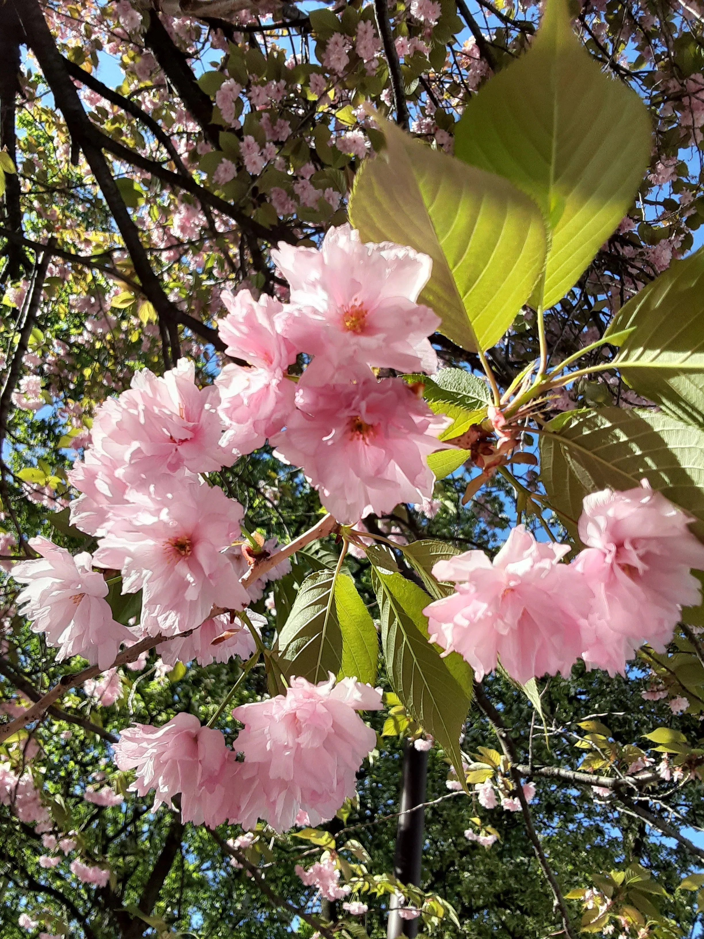 桜咲きました。早っ！｜気づくと植物＆庭に夢中